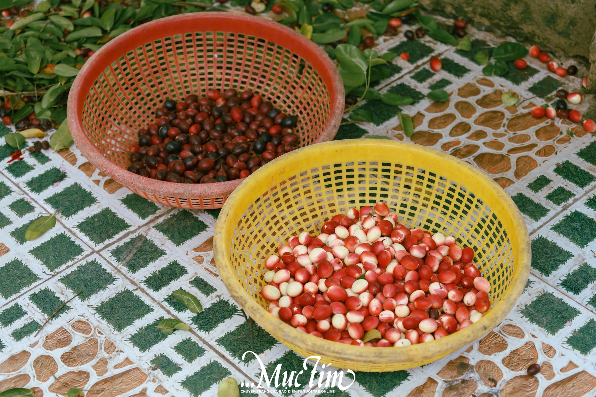 Ghé thăm vườn siro 9 Vũ - điểm đến xanh mát tại Đồng Tháp (Tiền Giang cũ) mùa hè này - Ảnh 19.