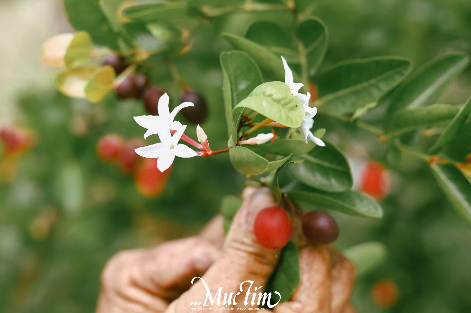 Ghé thăm vườn siro 9 Vũ - điểm đến xanh mát tại Đồng Tháp (Tiền Giang cũ) mùa hè này - Ảnh 23.