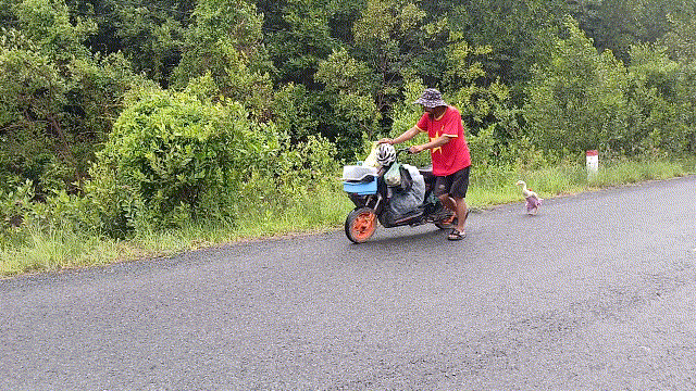 Dona the goose: Feathered friend on cross-Vietnam journey - Ảnh 1.