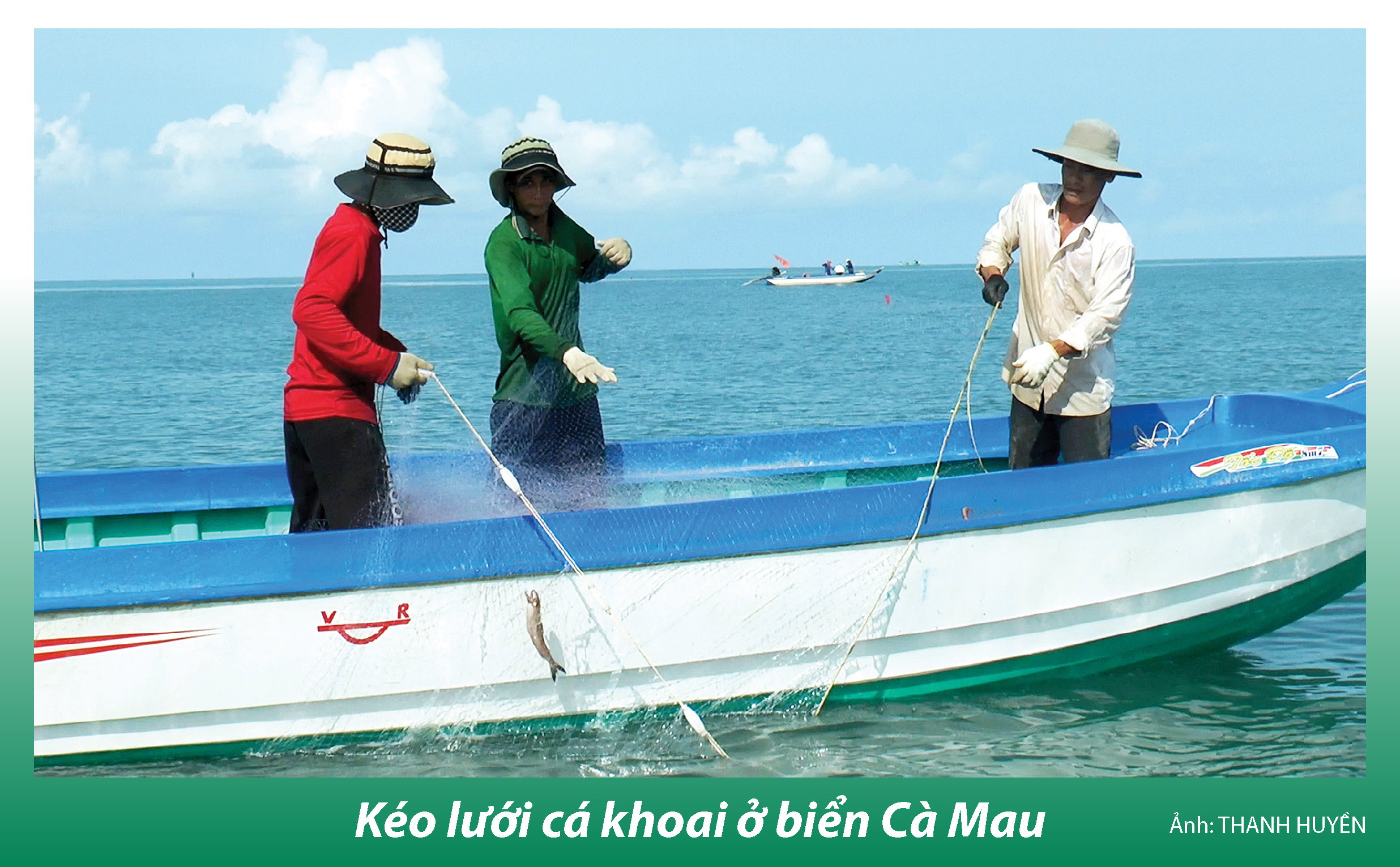Bắt cá khoai ở biển Cà Mau - Ảnh 2. Bắt cá khoai ở biển Cà Mau - Ảnh 2.