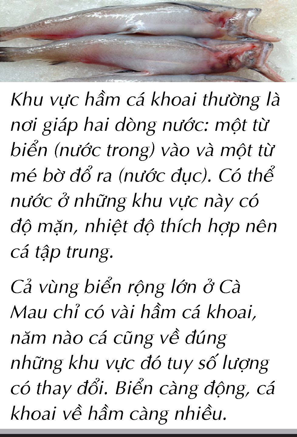 Bắt cá khoai ở biển Cà Mau - Ảnh 8. Bắt cá khoai ở biển Cà Mau - Ảnh 8.
