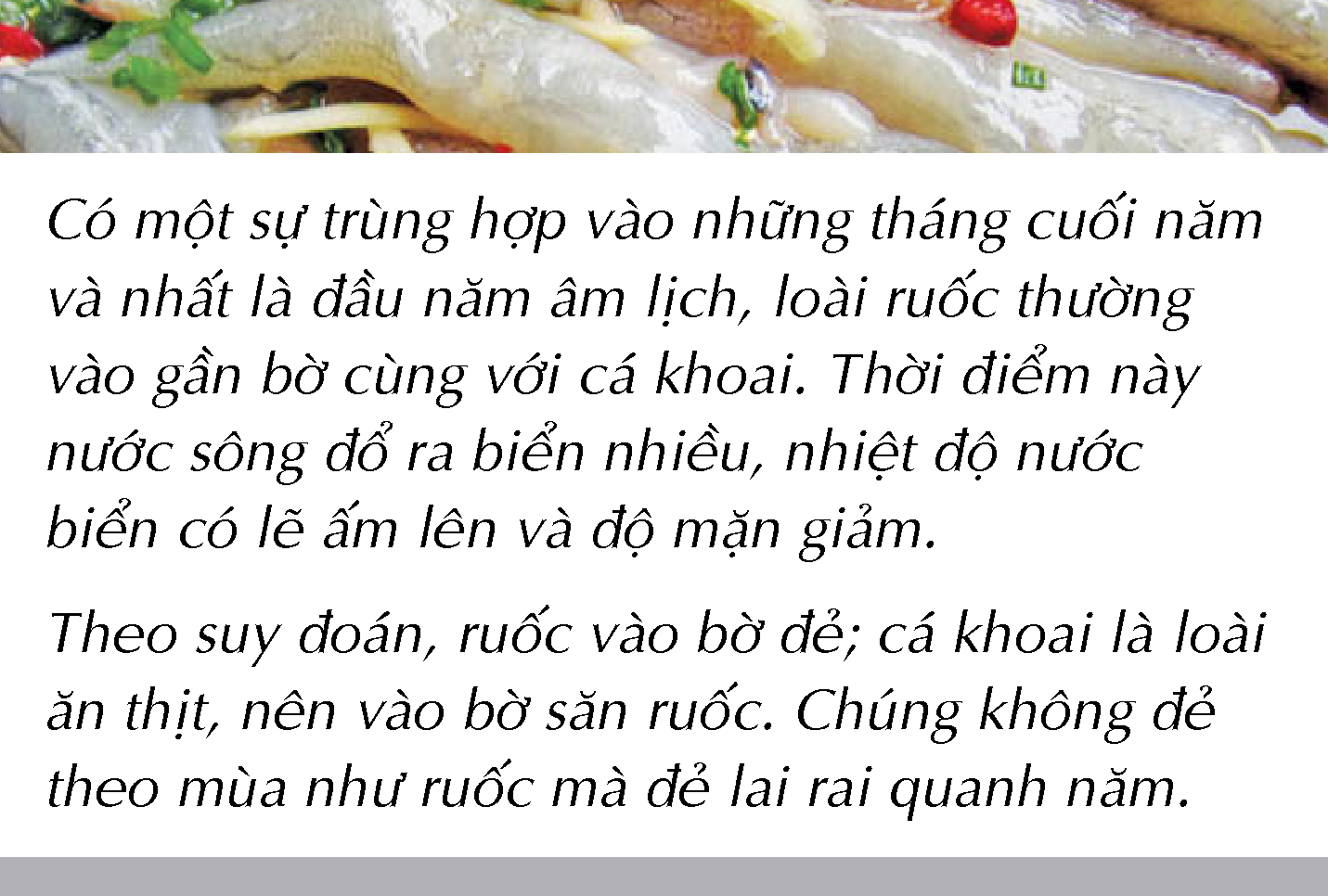 Bắt cá khoai ở biển Cà Mau - Ảnh 17. Bắt cá khoai ở biển Cà Mau - Ảnh 17.