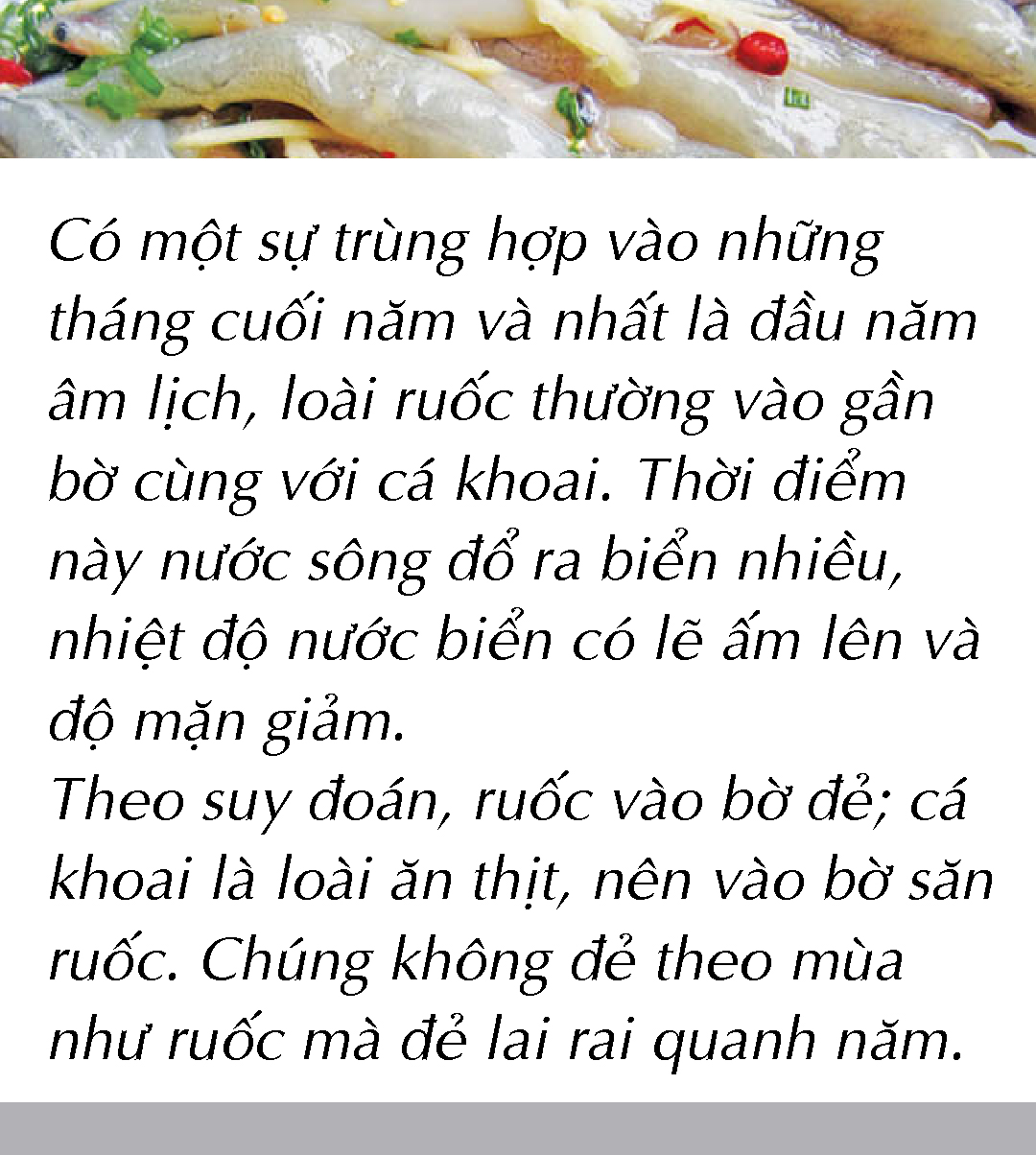 Bắt cá khoai ở biển Cà Mau - Ảnh 17.