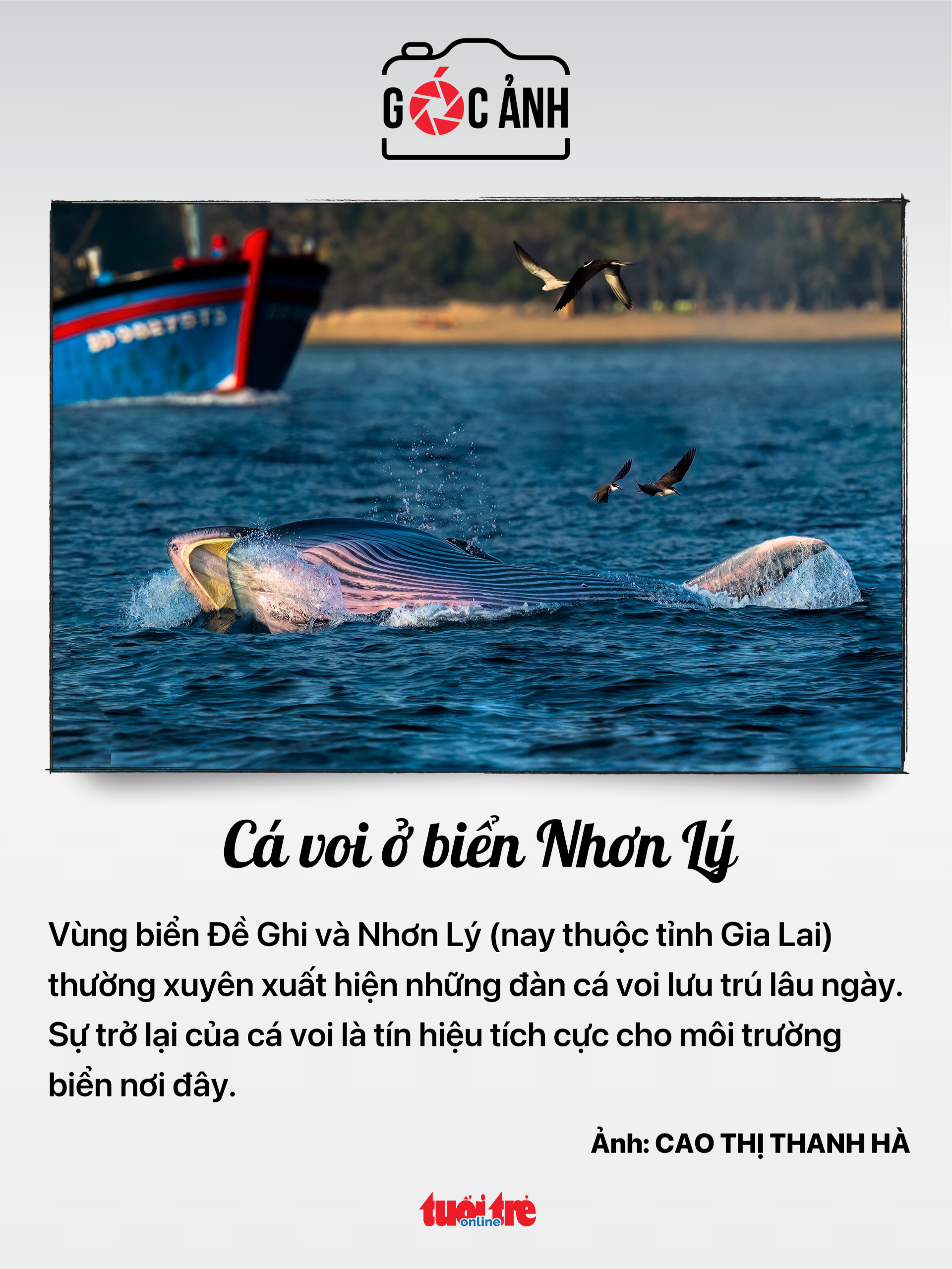 bảo hiểm - Ảnh 5.
