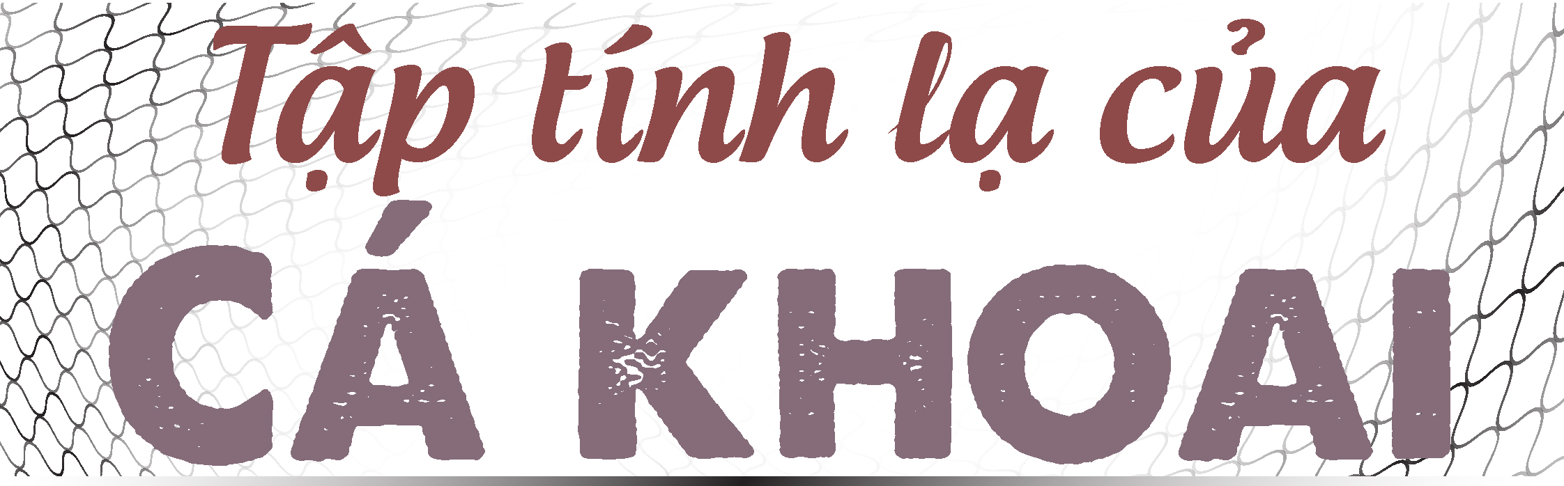 Bắt cá khoai ở biển Cà Mau - Ảnh 6. Bắt cá khoai ở biển Cà Mau - Ảnh 6.