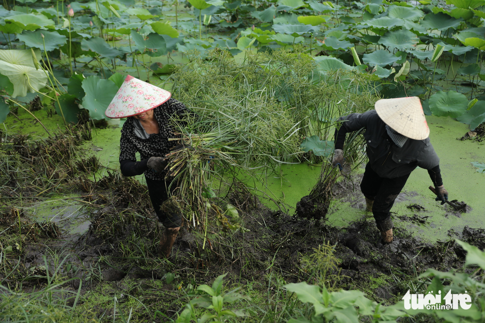 Fragrant revival: Hanoi’s West Lake lotus blooms again after years of decline - Ảnh 1.