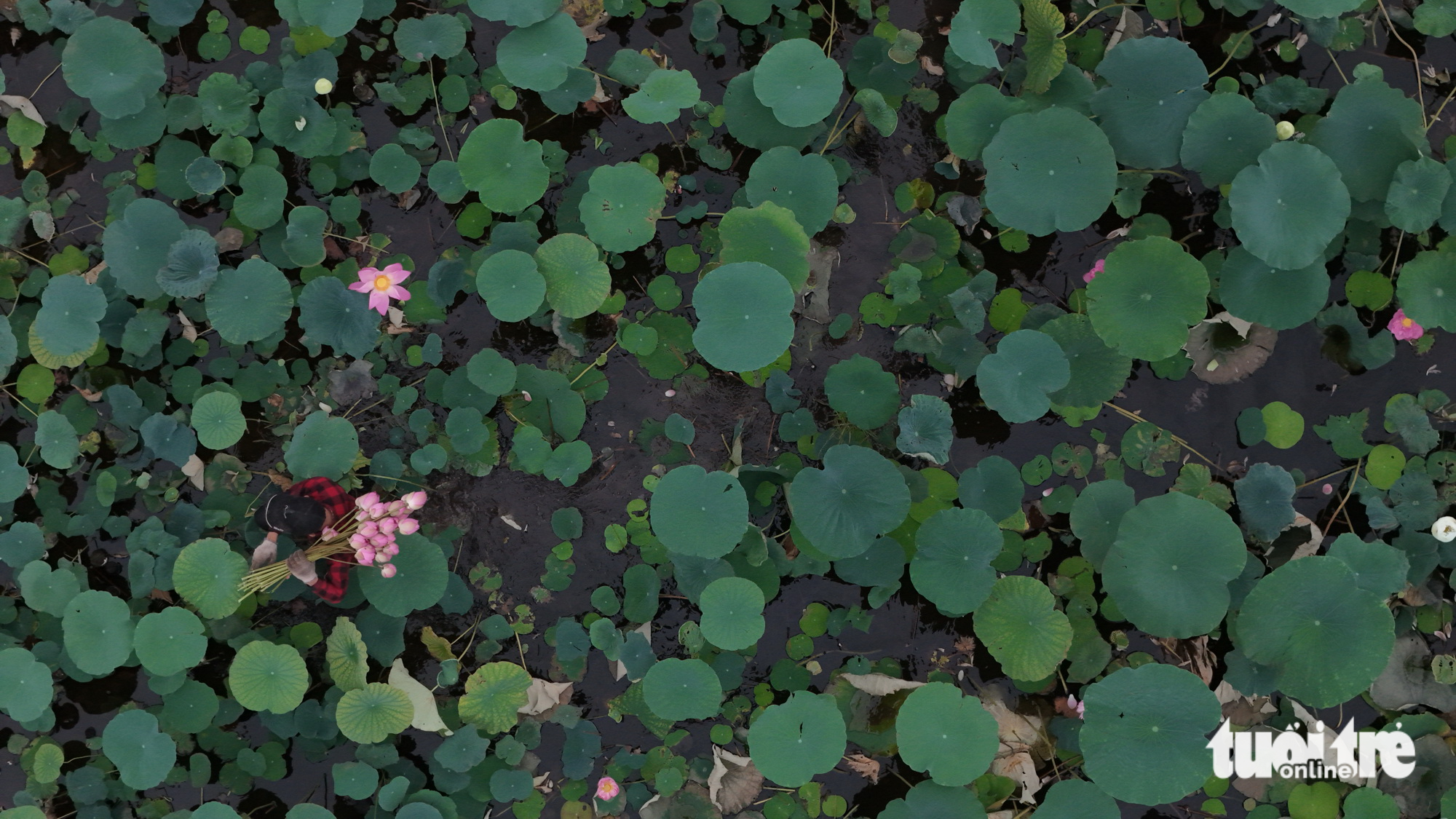 Fragrant revival: Hanoi’s West Lake lotus blooms again after years of decline - Ảnh 6.