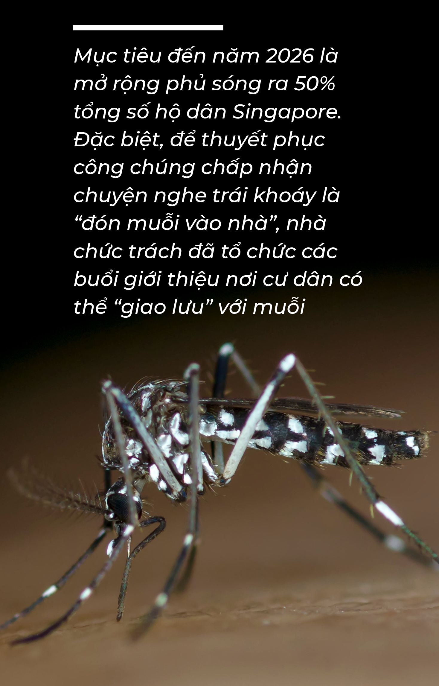 Lấy muỗi trị muỗi - Ảnh 7.
