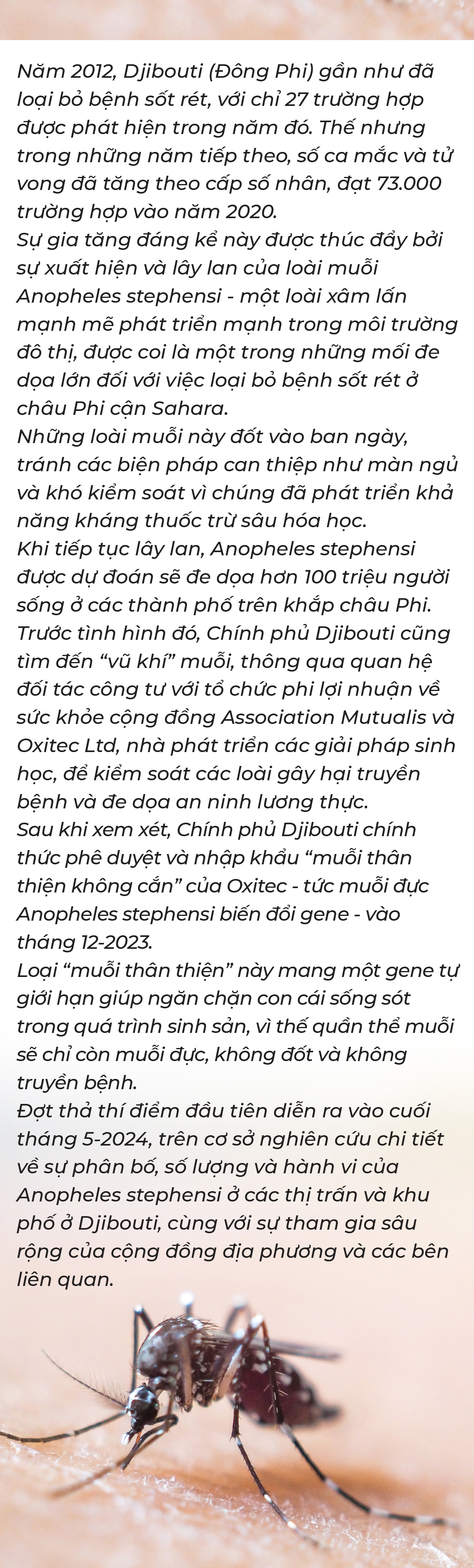 Lấy muỗi trị muỗi - Ảnh 15.