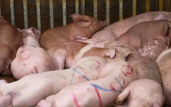 UK to hold fresh pork, other affected Spanish products at border amid African swine fever outbreak- Ảnh 2.