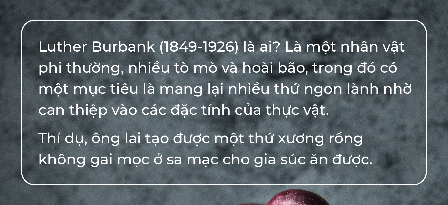 Gương phấn đấu của mận cơm, mận hậu - Ảnh 6. Gương phấn đấu của mận cơm, mận hậu - Ảnh 6.
