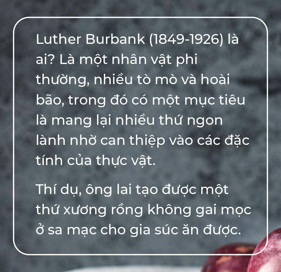 Gương phấn đấu của mận cơm, mận hậu - Ảnh 6.