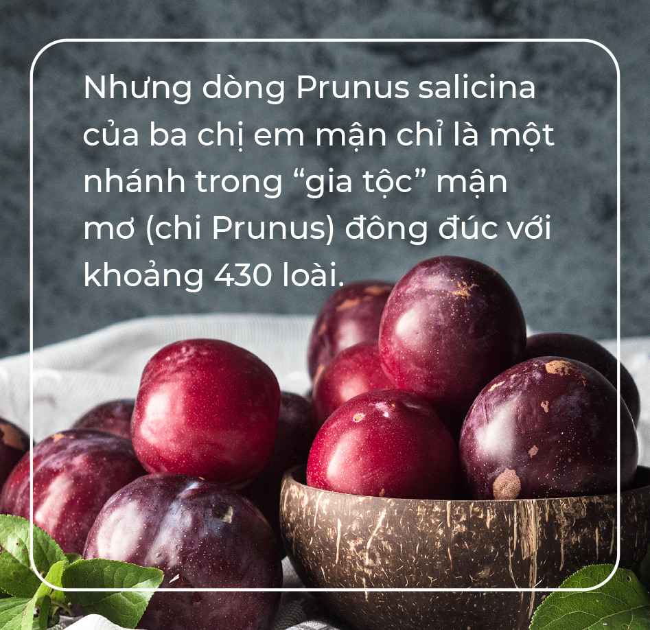 Gương phấn đấu của mận cơm, mận hậu - Ảnh 9. Gương phấn đấu của mận cơm, mận hậu - Ảnh 9.