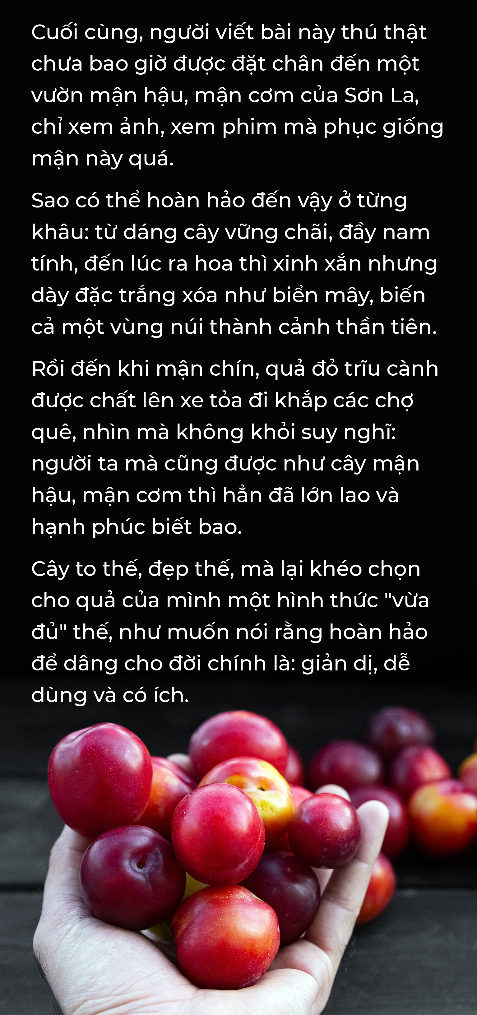 Gương phấn đấu của mận cơm, mận hậu - Ảnh 15.