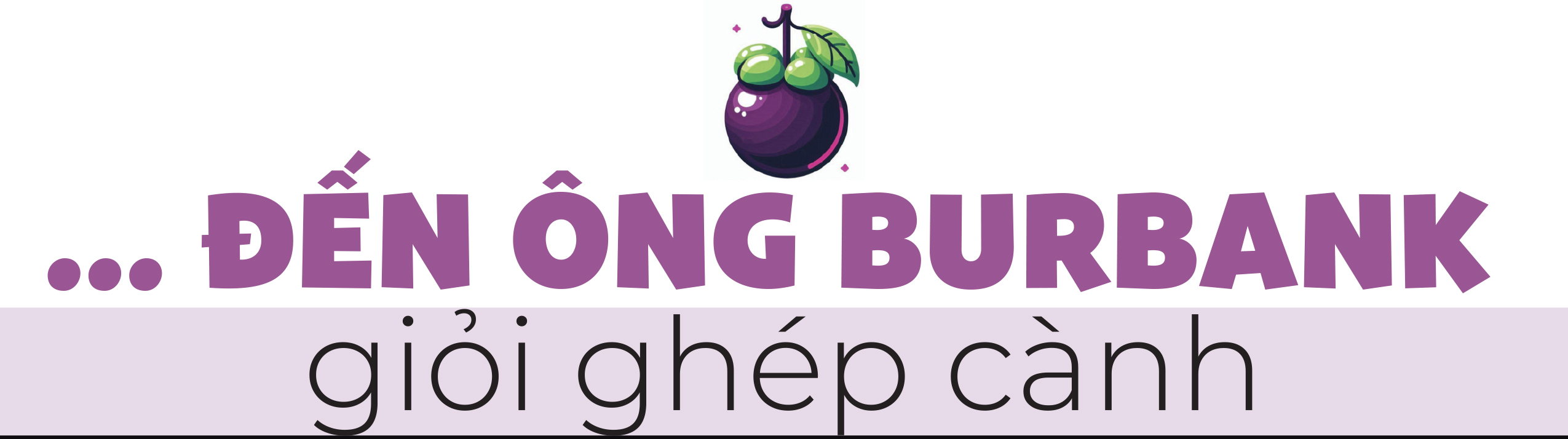 Gương phấn đấu của mận cơm, mận hậu - Ảnh 5. Gương phấn đấu của mận cơm, mận hậu - Ảnh 5.