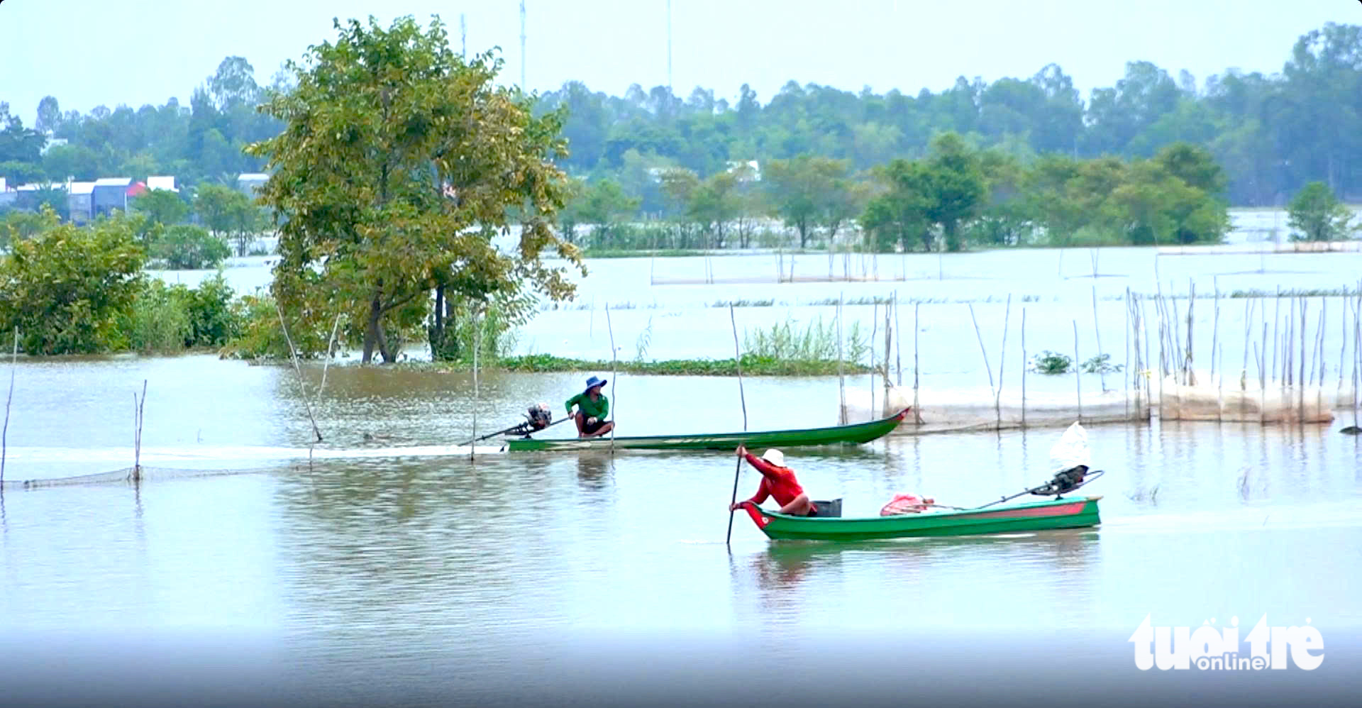 Nhộn nhịp chợ cá linh, mùa câu ếch, đặt lọp cua giữa đồng nước nổi miền Tây - Ảnh 2.