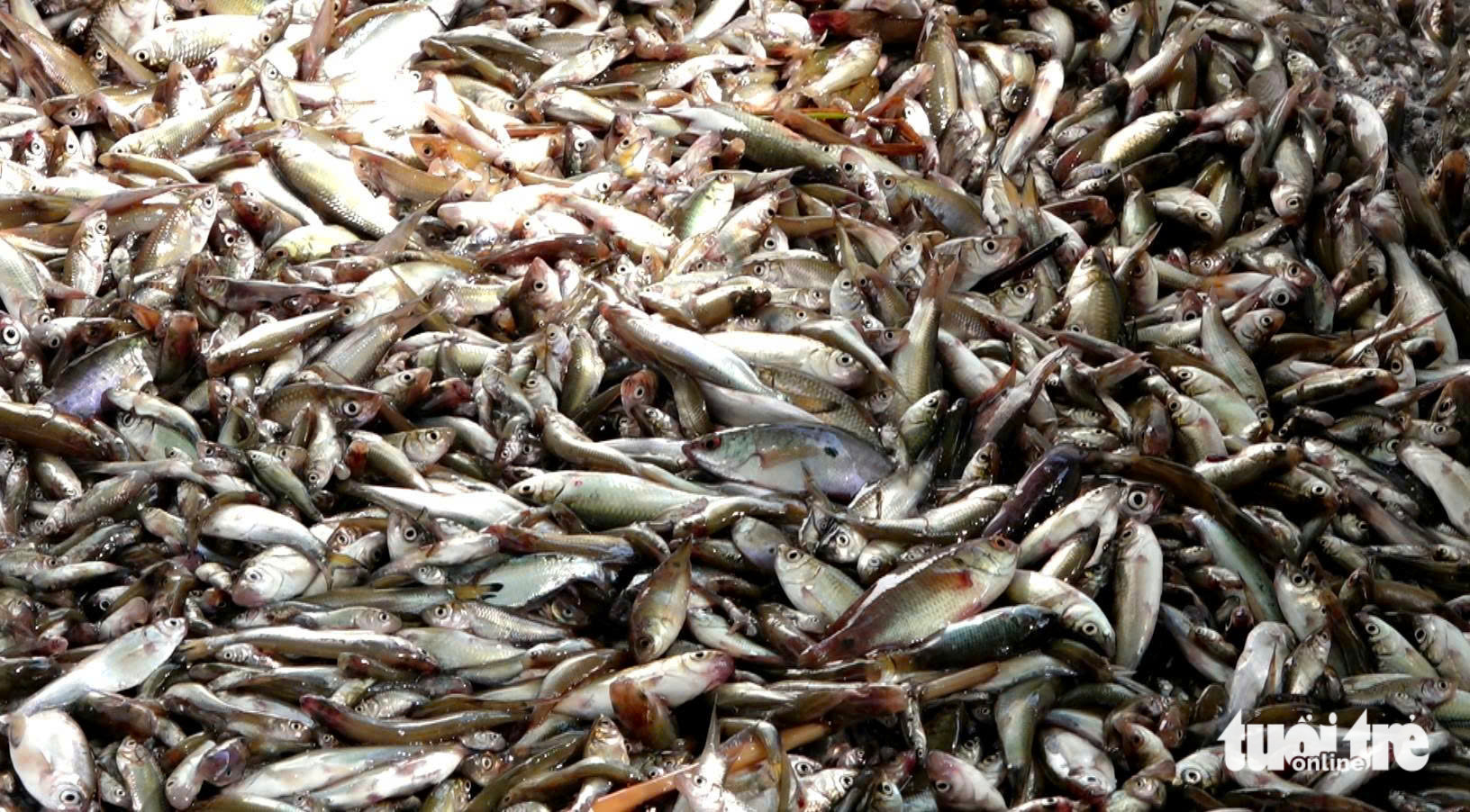 nước nổi miền Tây - Ảnh 4.