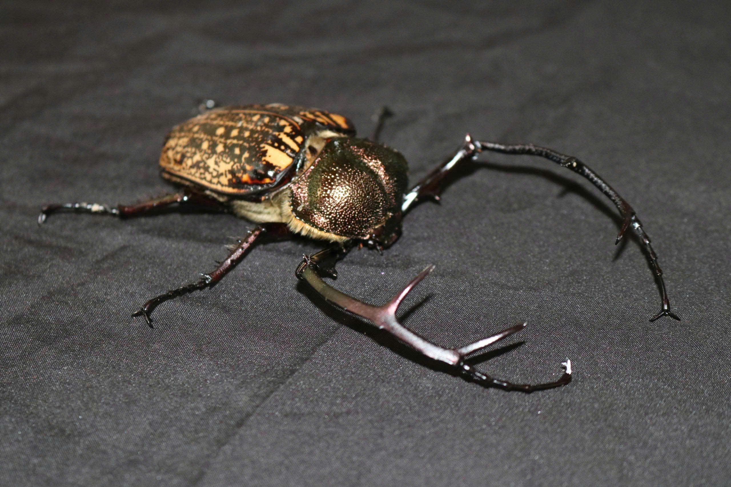 Phát hiện loài cua bay quý hiếm tại Vườn quốc gia Chư Mom Ray - Ảnh 1.