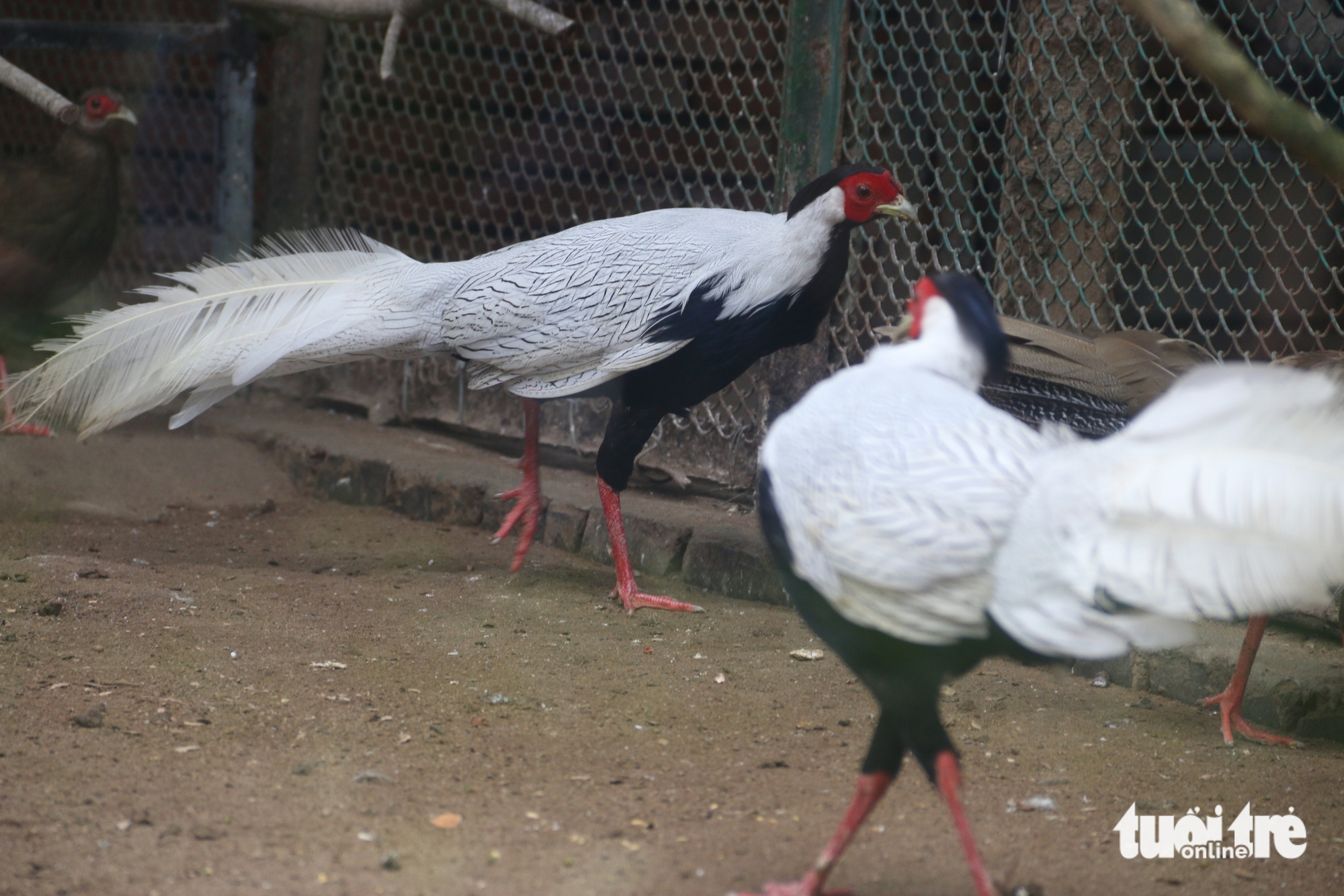 gà lôi trắng - Ảnh 1.