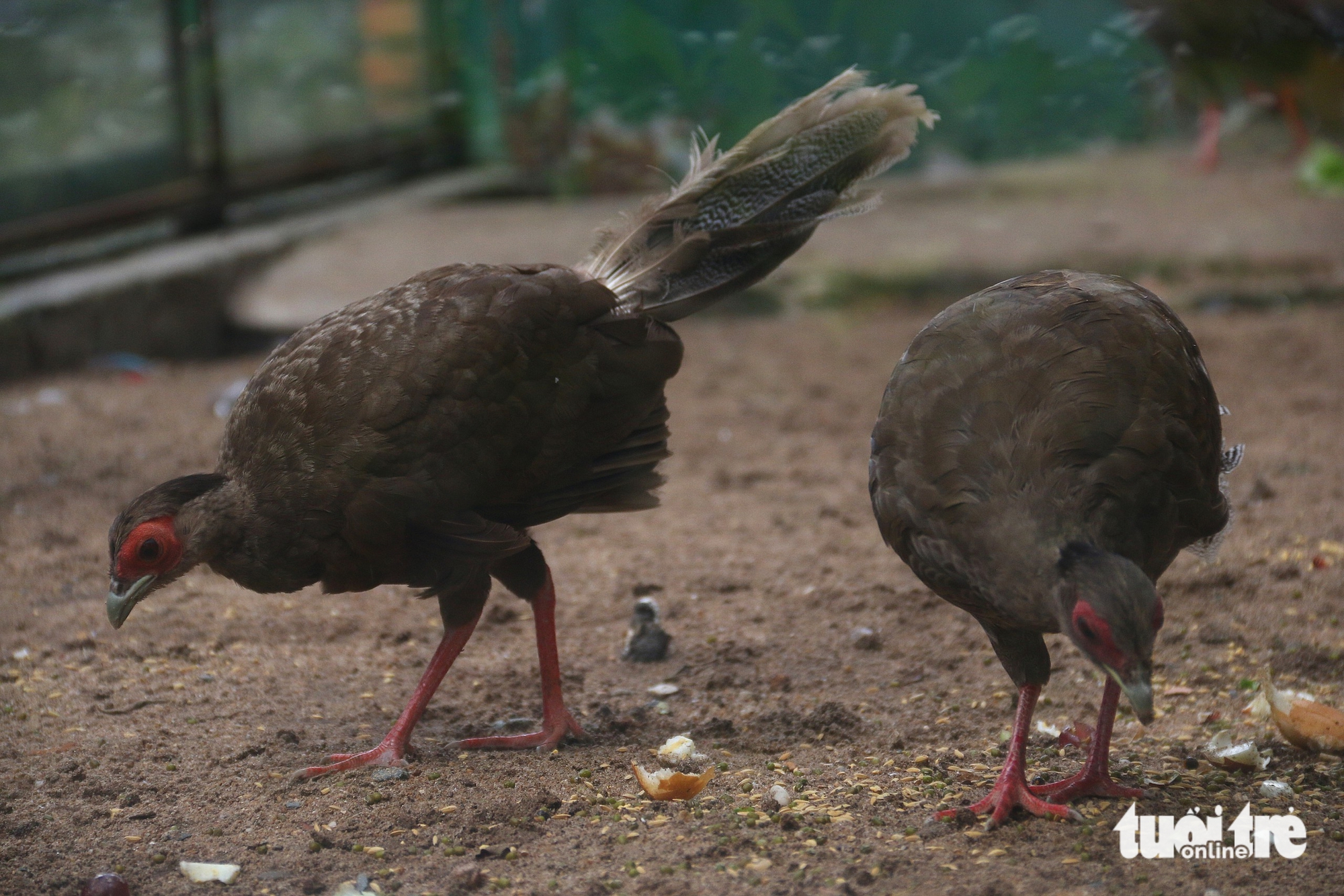 gà lôi trắng - Ảnh 5.