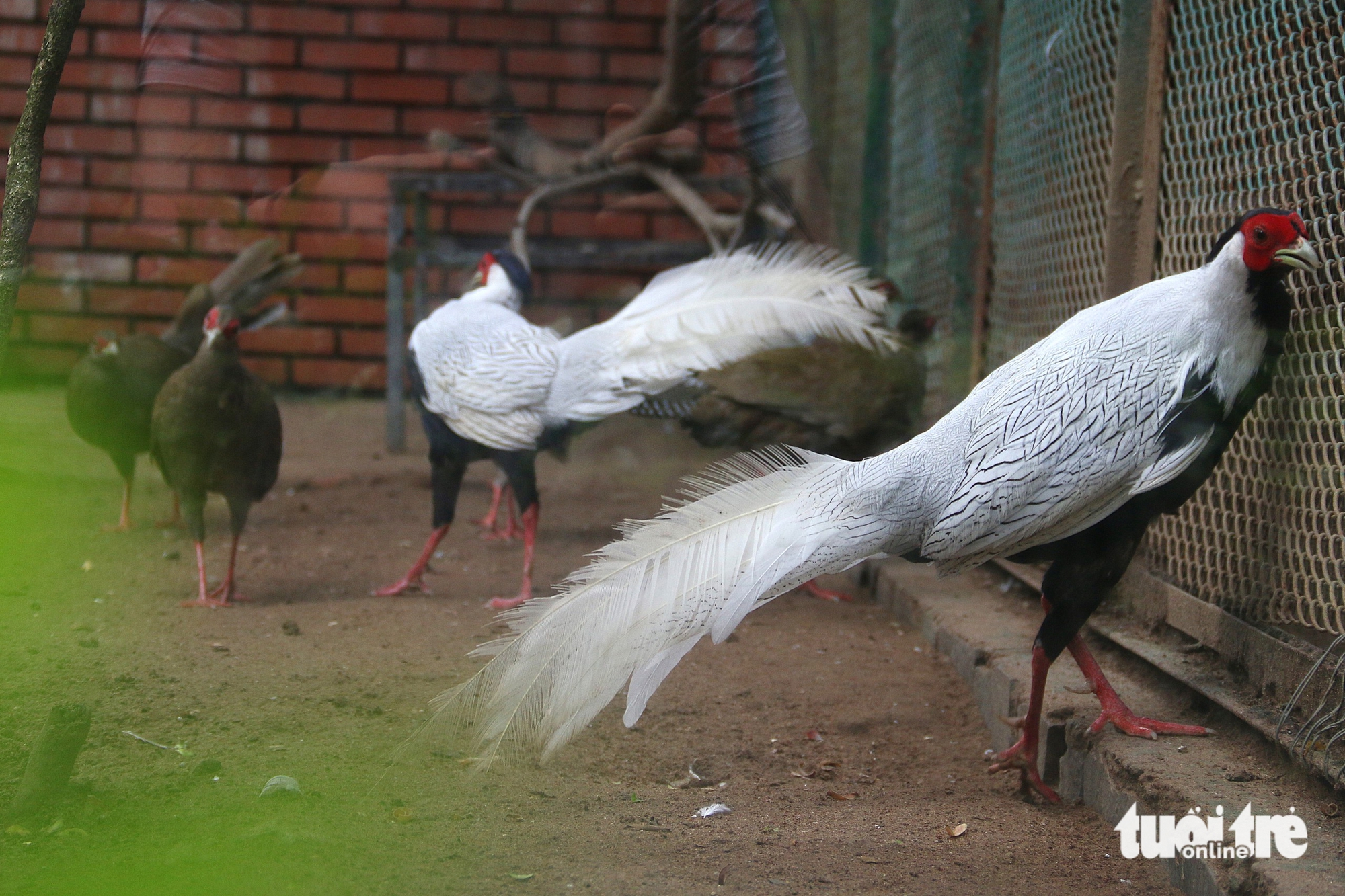 gà lôi trắng - Ảnh 6.