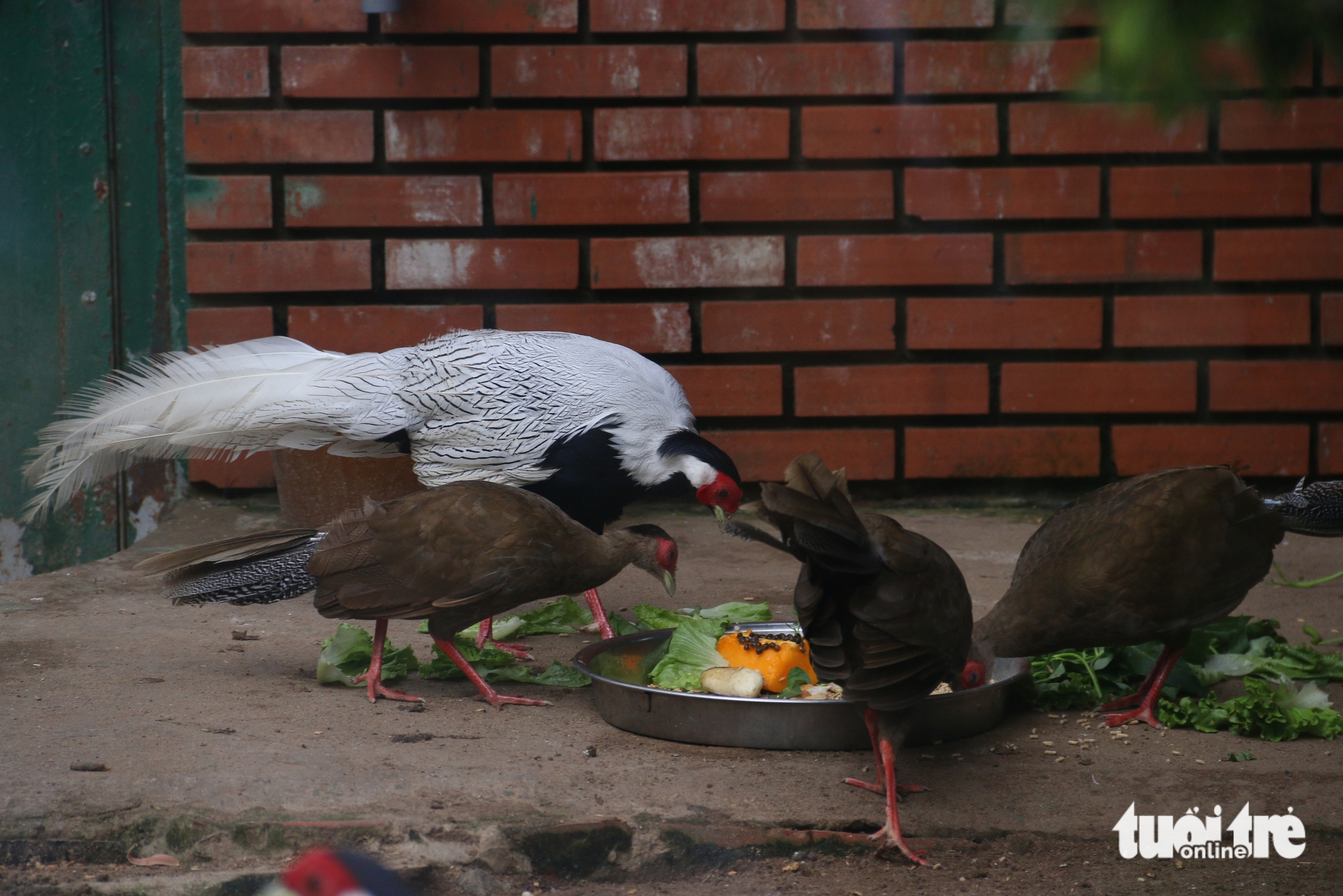 gà lôi trắng - Ảnh 7.