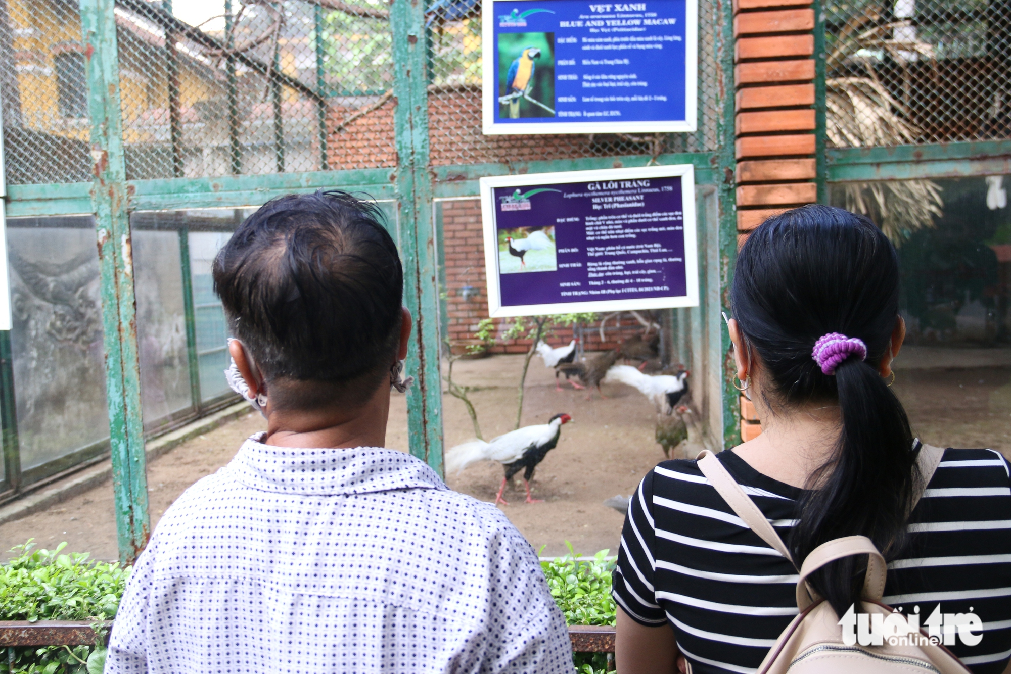 gà lôi trắng - Ảnh 8.