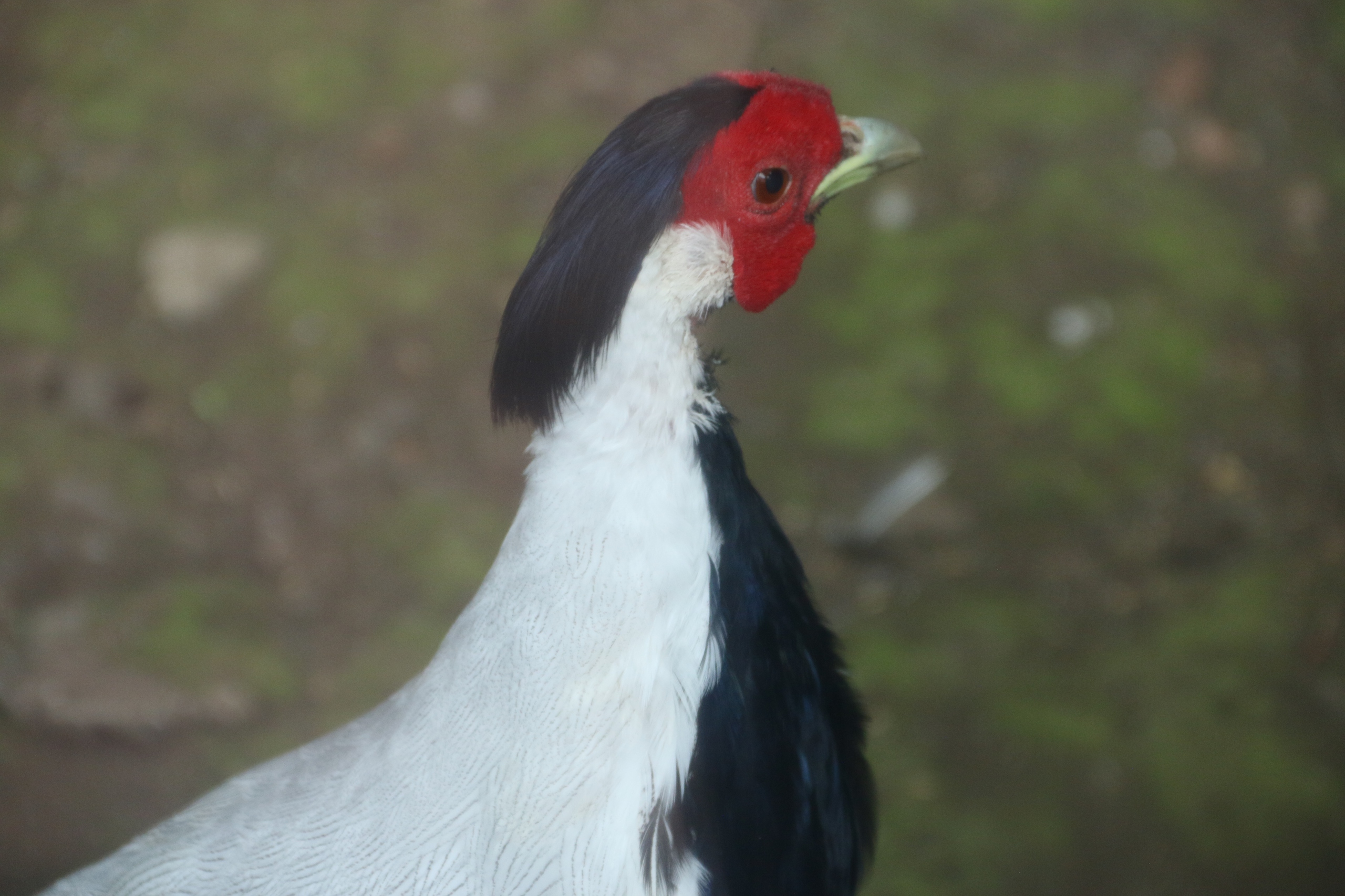 gà lôi trắng - Ảnh 4.