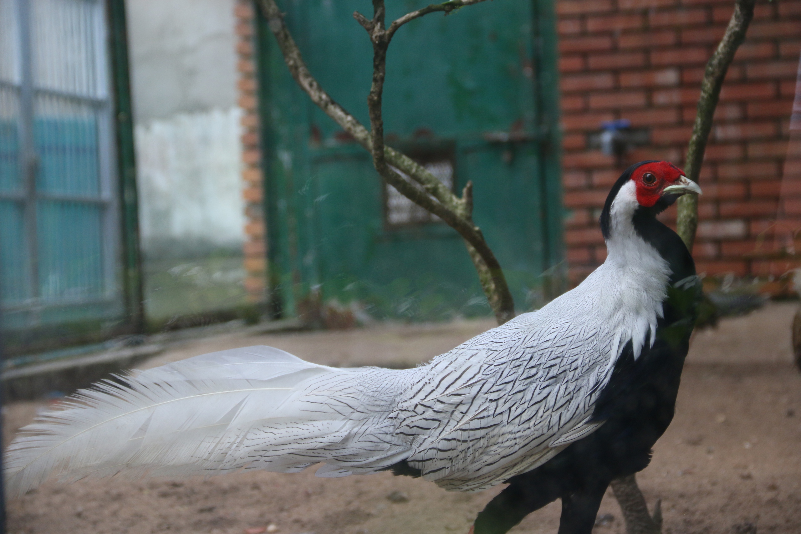 gà lôi trắng - Ảnh 2.