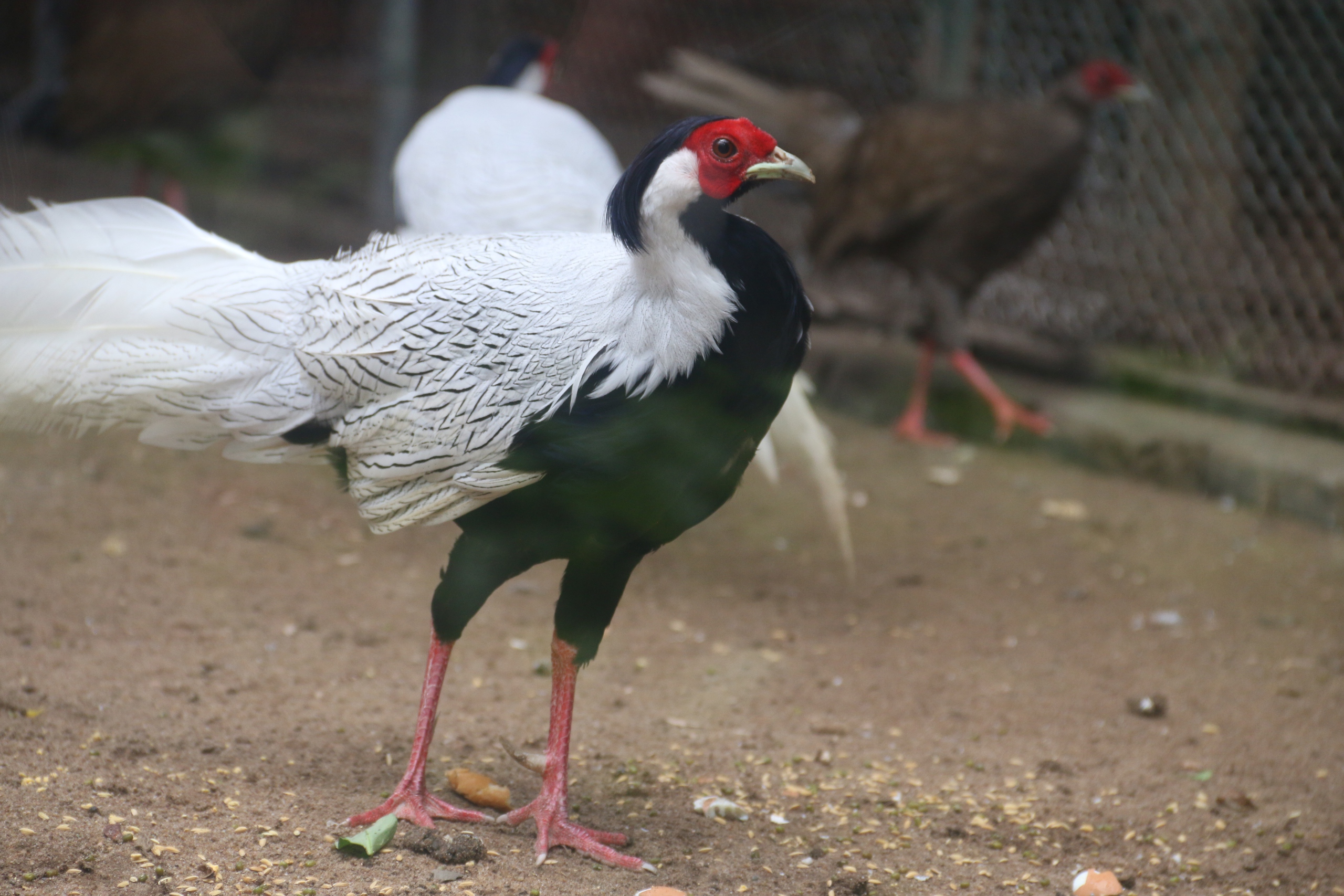 gà lôi trắng - Ảnh 3.