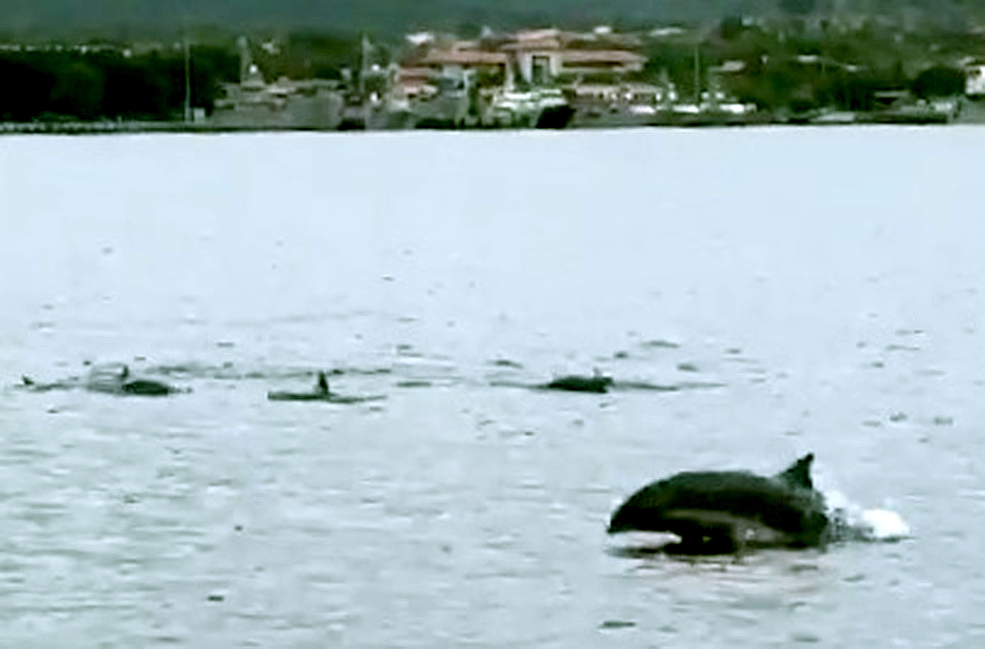 Đàn cá heo bơi lội tung tăng trên vùng biển Cam Ranh - Khánh Hòa - Ảnh 1.