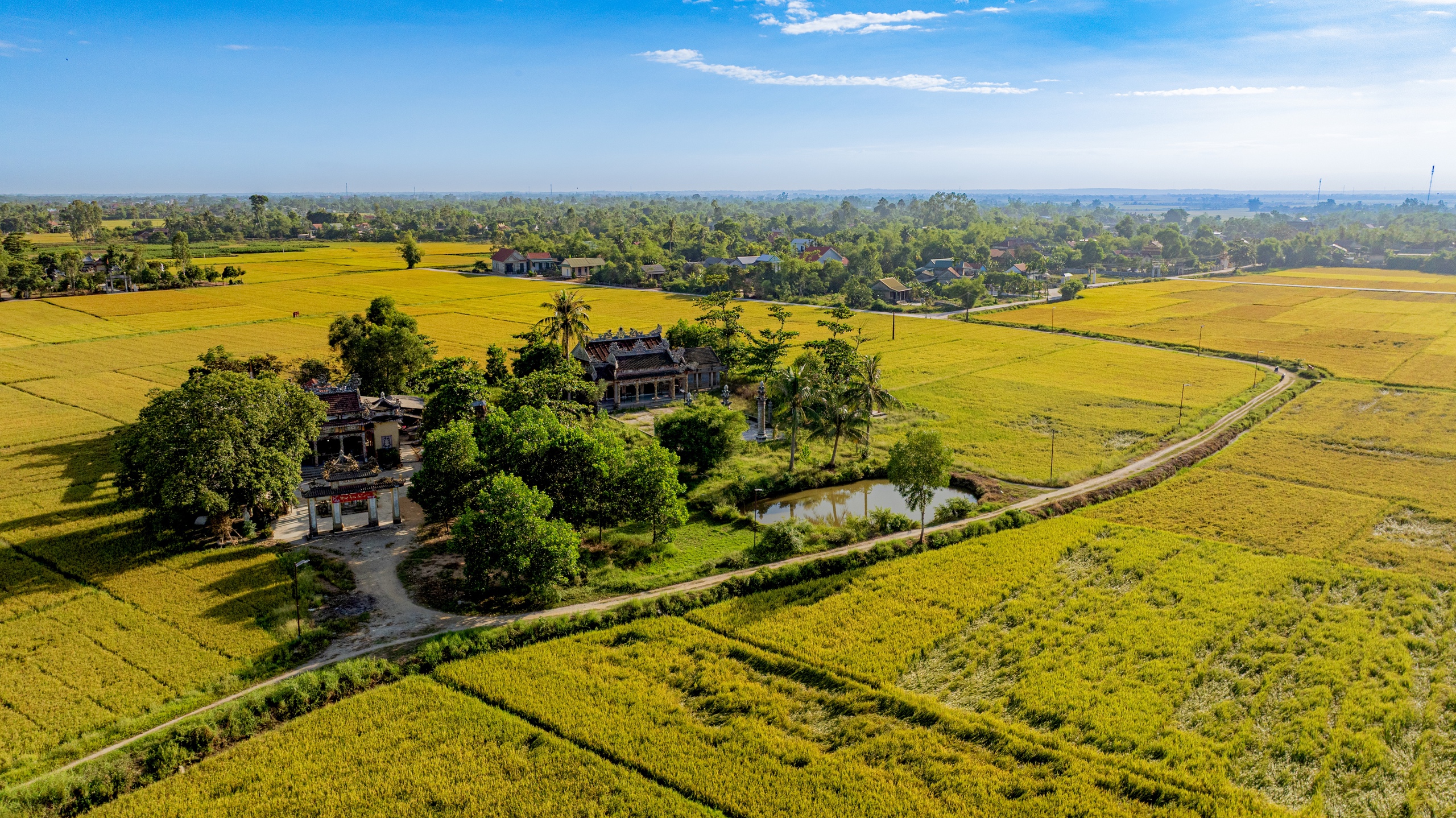 CÁNH ĐỒNG LÚA - Ảnh 1.