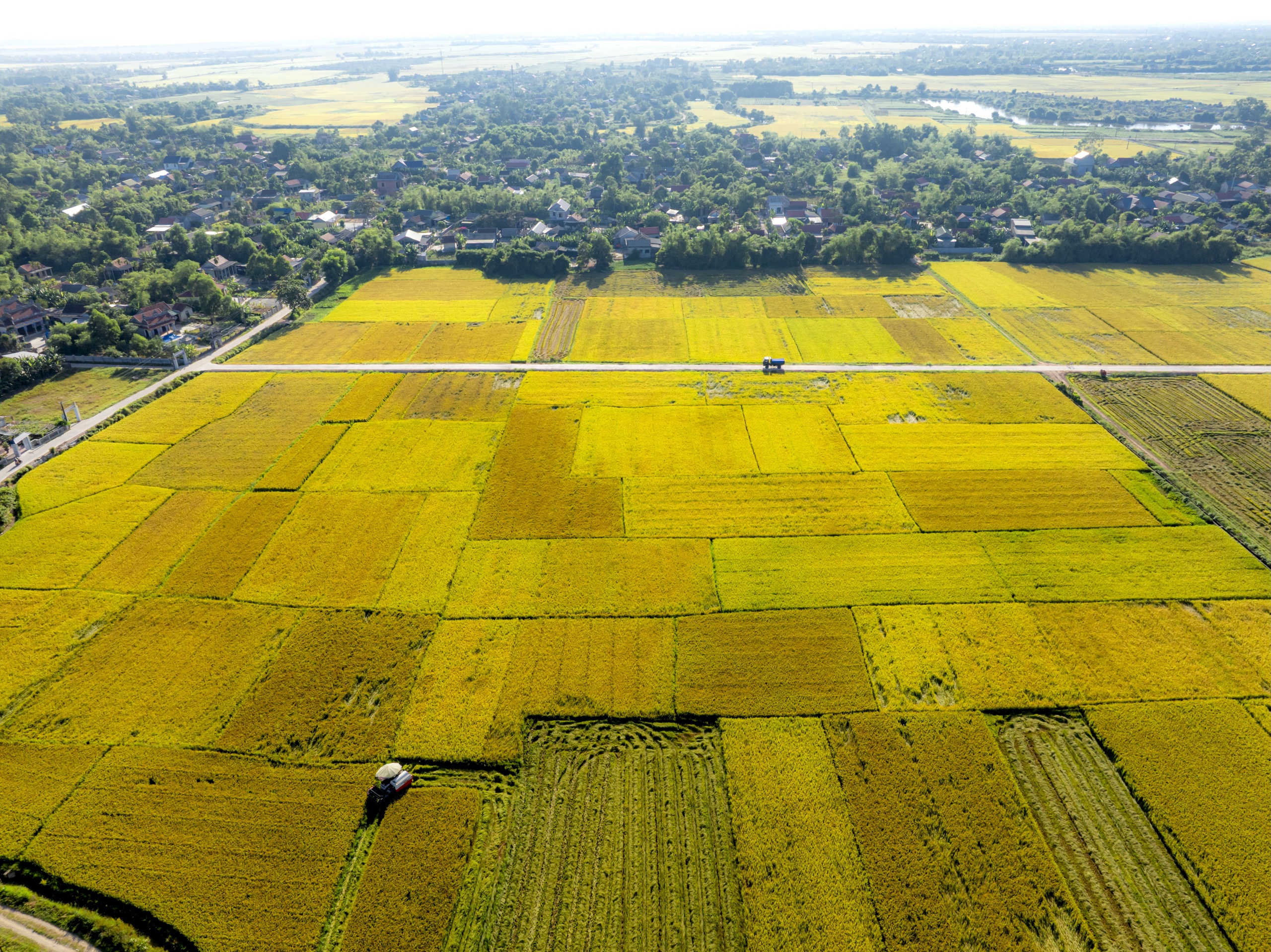 Ngắm cánh đồng lúa vàng ươm thơ mộng ở Xuân Tùy, TP Huế từ trên cao - Ảnh 5.