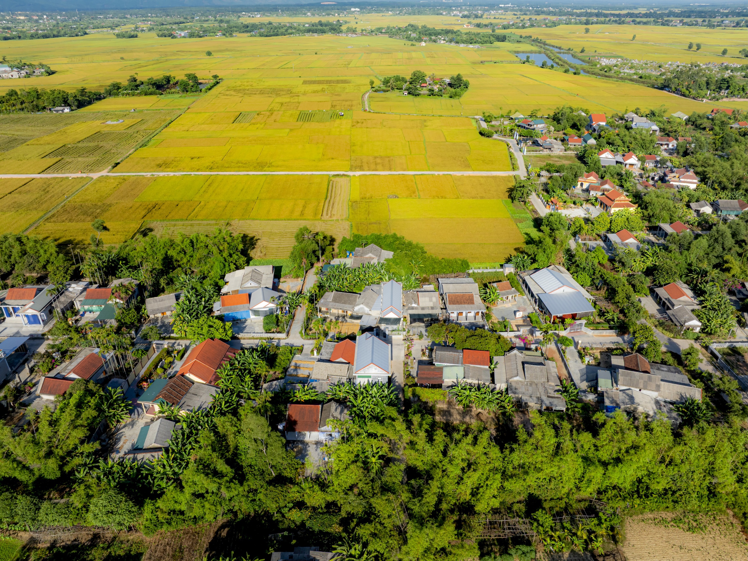 CÁNH ĐỒNG LÚA - Ảnh 3.