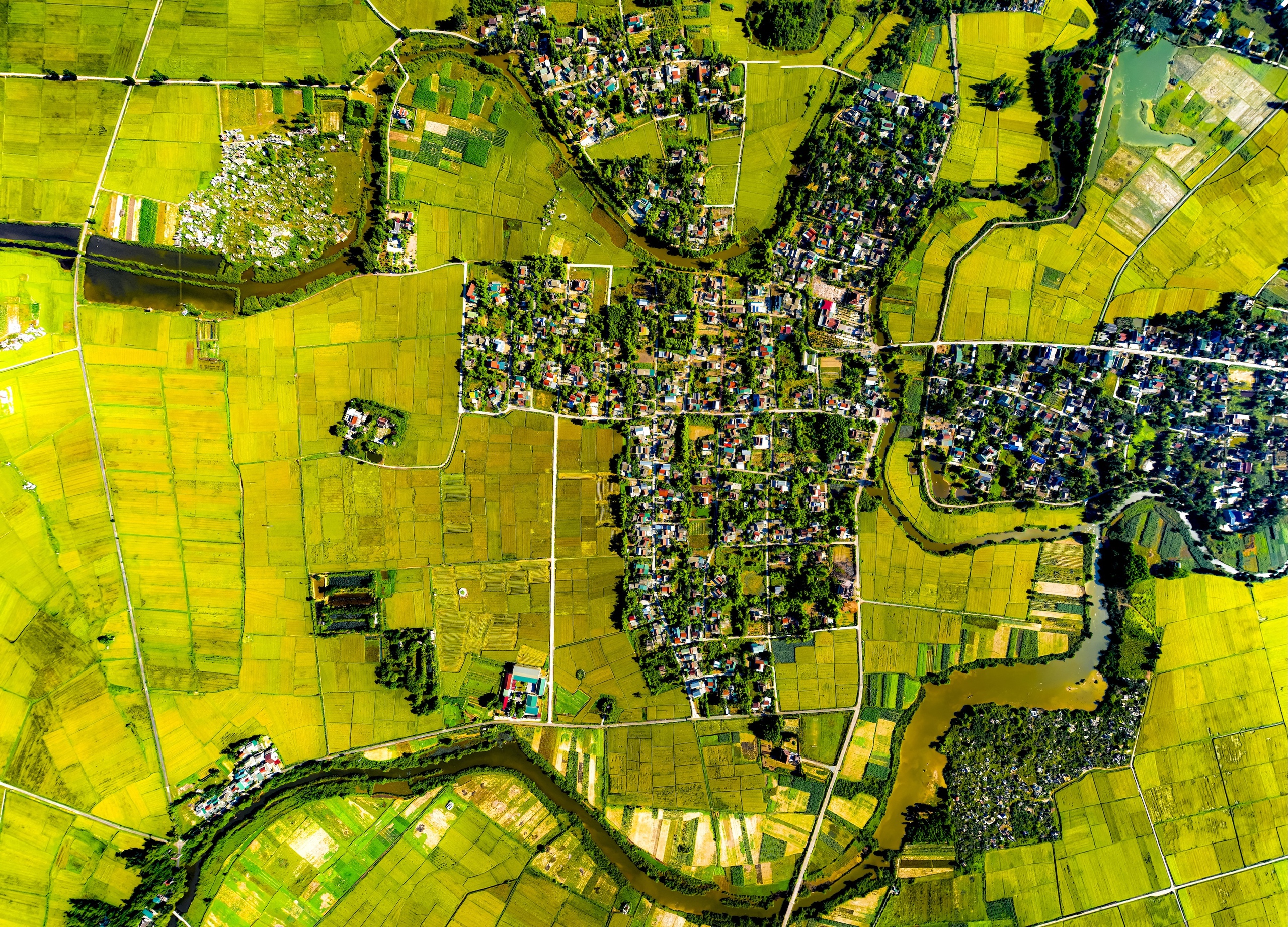 Ngắm cánh đồng lúa vàng ươm thơ mộng ở Xuân Tùy, TP Huế từ trên cao - Ảnh 7.