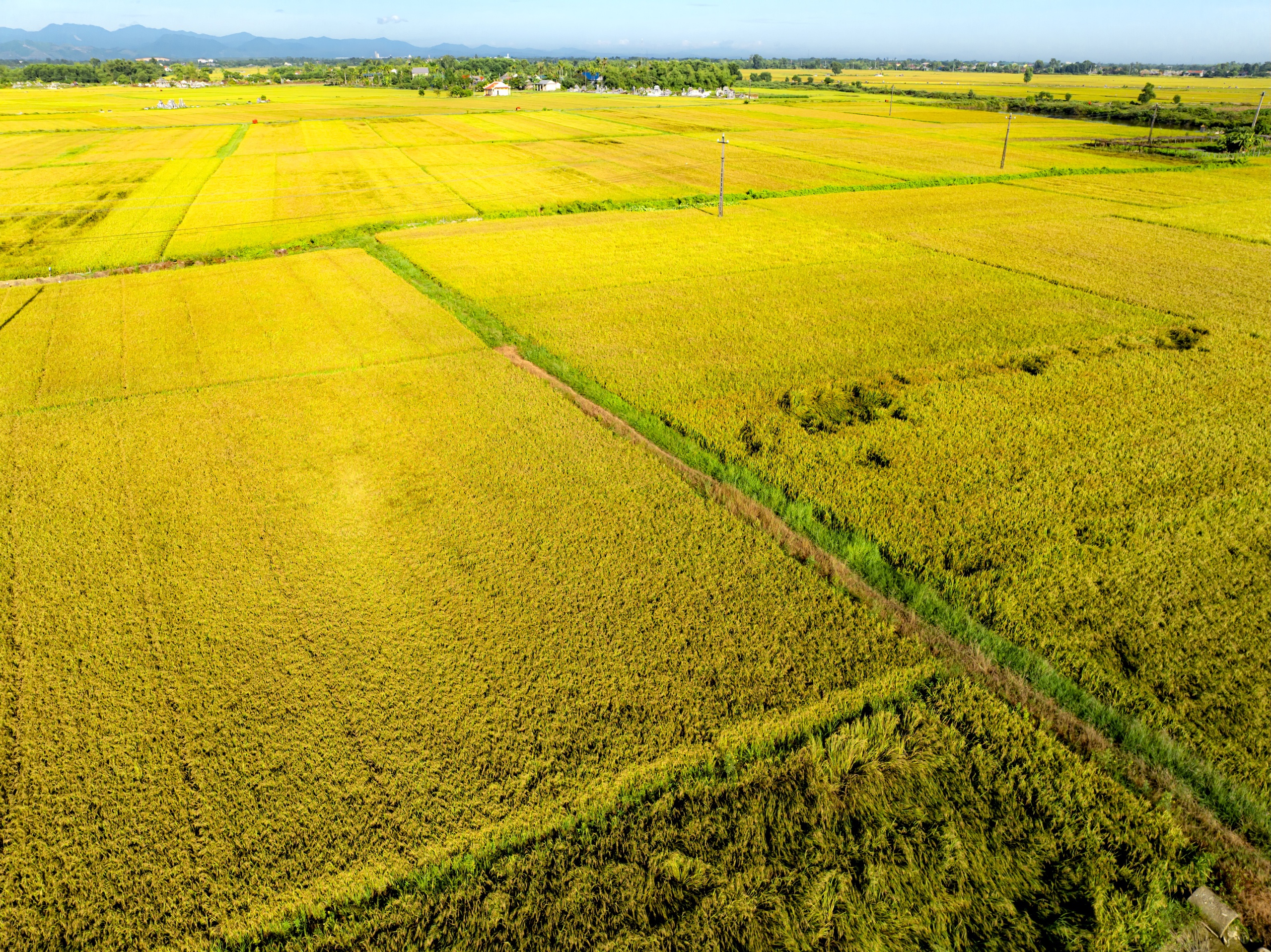 CÁNH ĐỒNG LÚA - Ảnh 6.