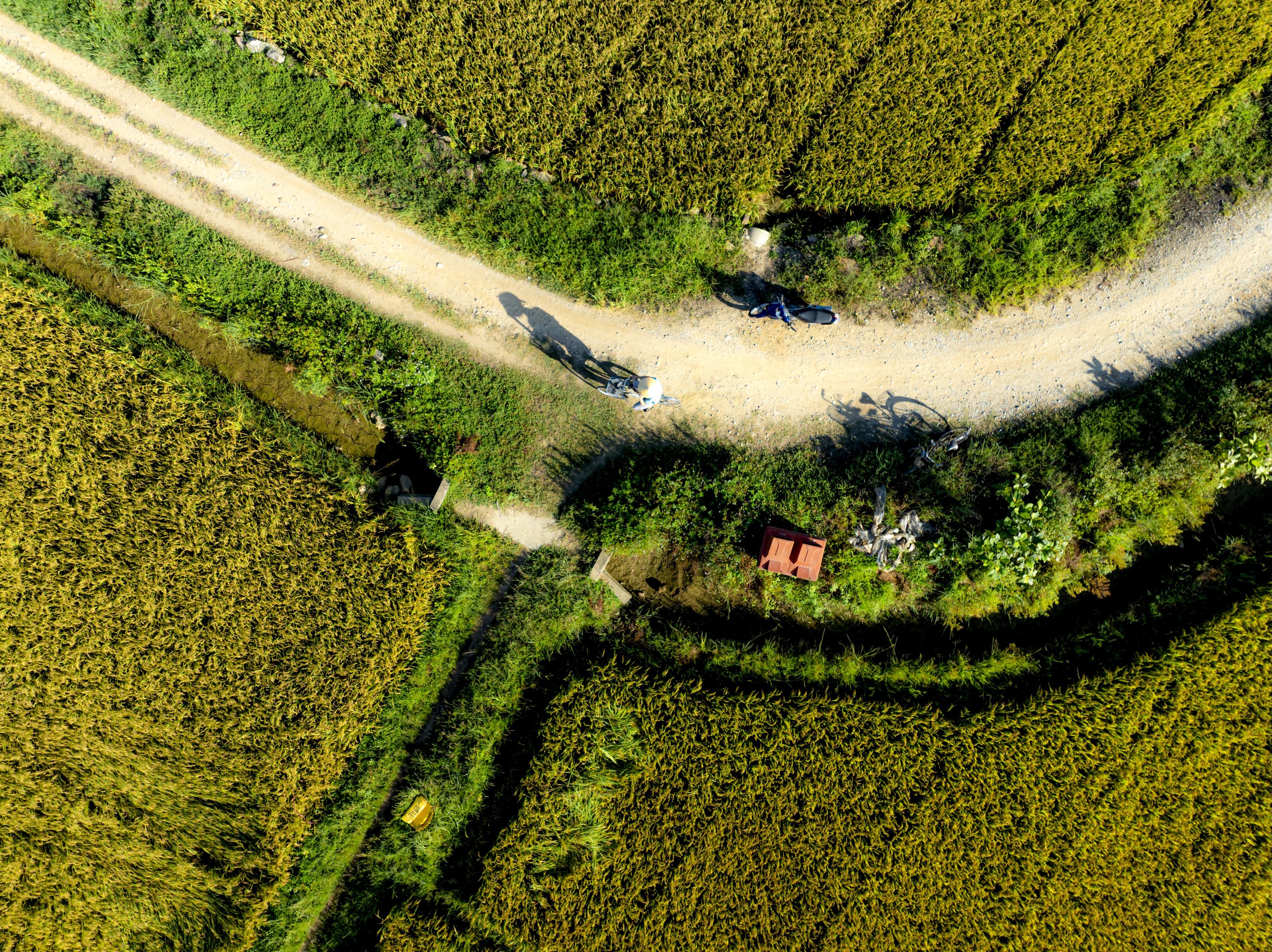 CÁNH ĐỒNG LÚA - Ảnh 2.