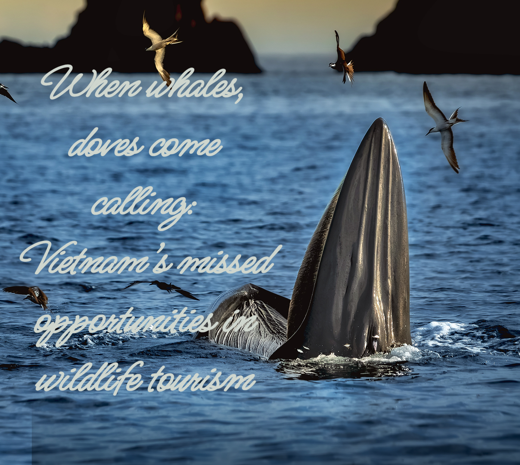 When whales, doves come calling: Vietnam’s missed opportunities in wildlife tourism