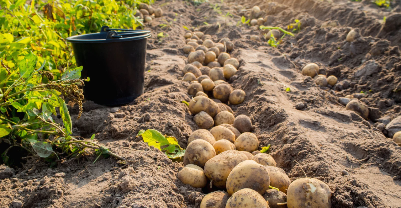 Phát hiện thú vị: Tổ tiên của khoai tây là... cà chua - Ảnh 2.