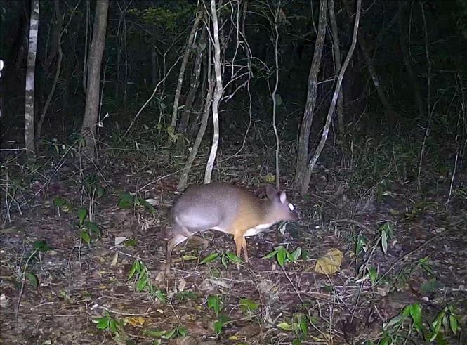 Banyak spesies haiwan yang jarang ditemui ditemui di Simpanan Semula Jadi Ea So - Foto 2. Phát hiện nhiều loài động vật quý hiếm tại Khu bảo tồn thiên nhiên Ea Sô - Ảnh 3.