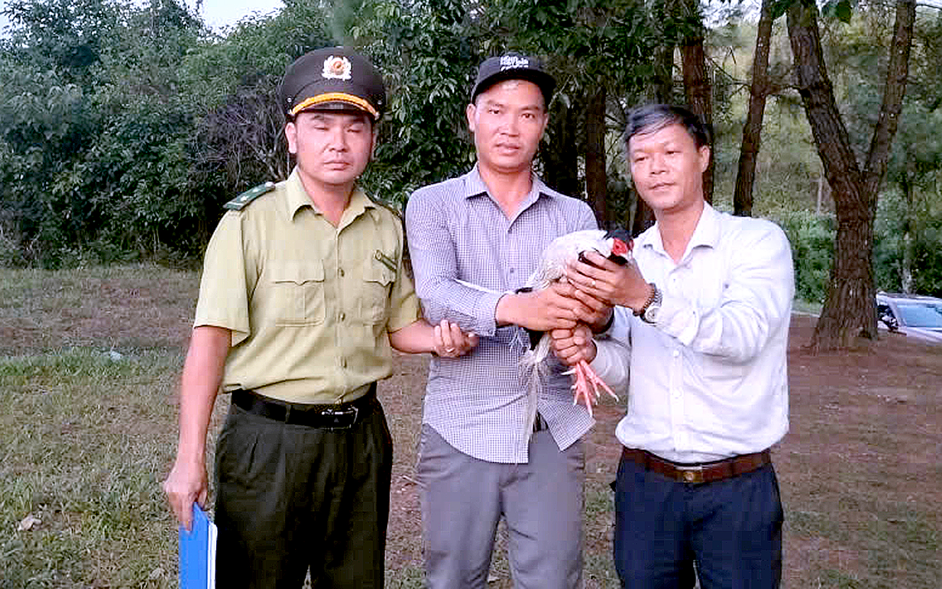 Gà lôi trắng quý hiếm bay vô quán nước, chủ quán liền báo chính quyền - Ảnh 1.