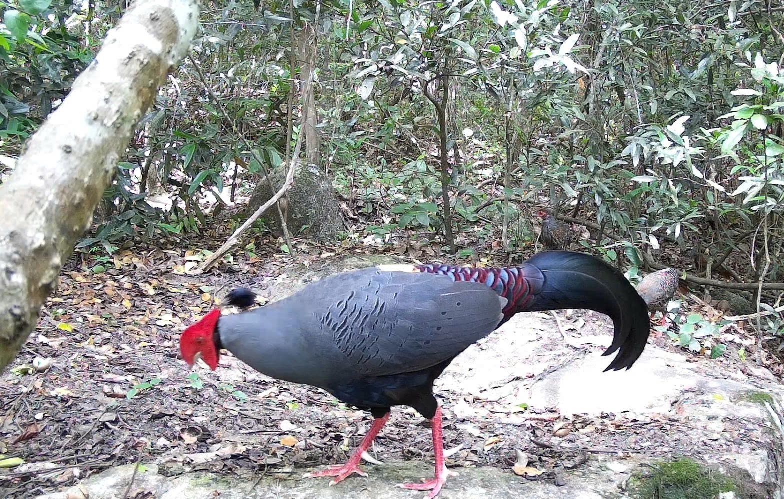 Banyak spesies haiwan jarang ditemui di Rizab Semula Jadi Ea So - Foto 1. Phát hiện nhiều loài động vật quý hiếm tại Khu bảo tồn thiên nhiên Ea Sô - Ảnh 1.