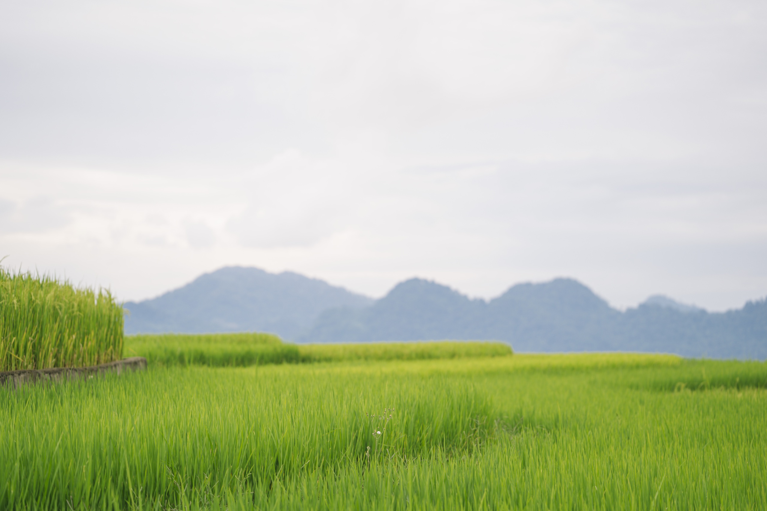 A sárga csillagos vörös zászló fényesen ragyog a Suoi Lin teraszos mezői között - 5. kép. ruộng bậc thang - Ảnh 5.