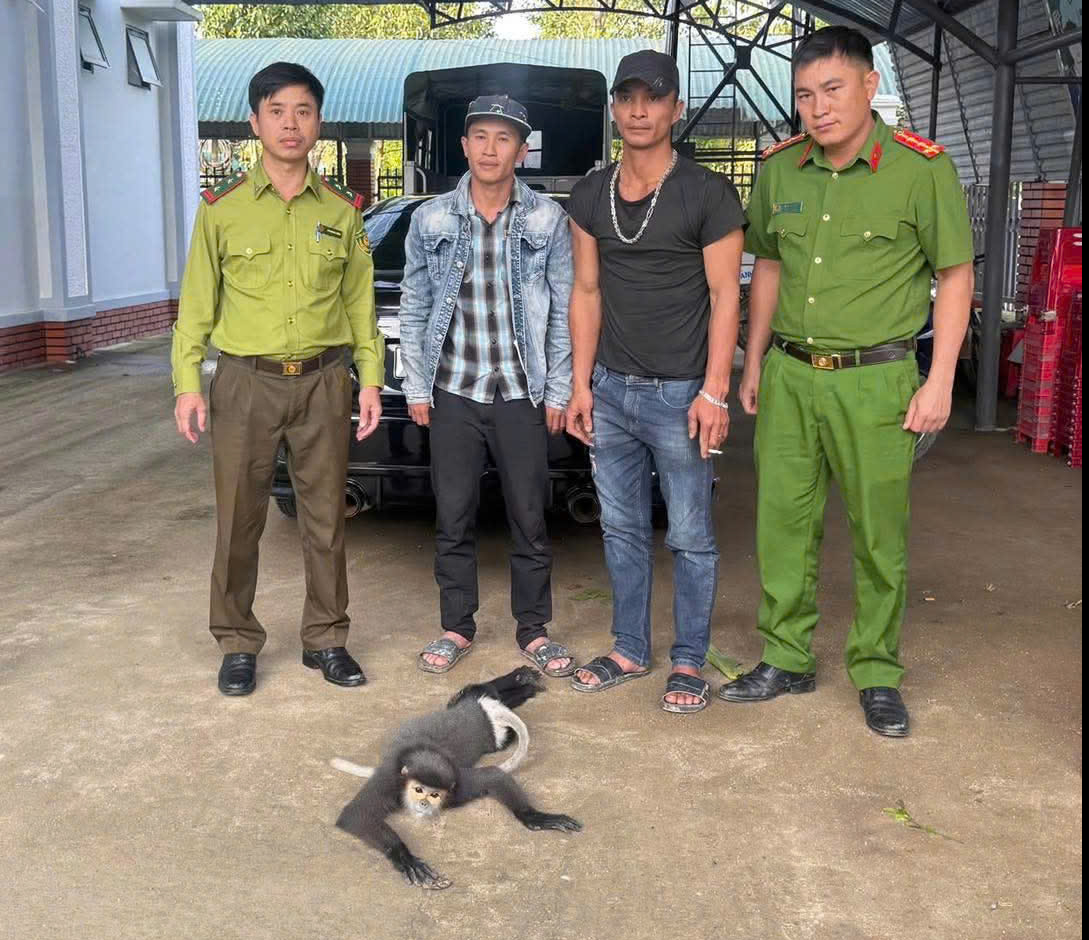 voọc chà vá - Ảnh 2.