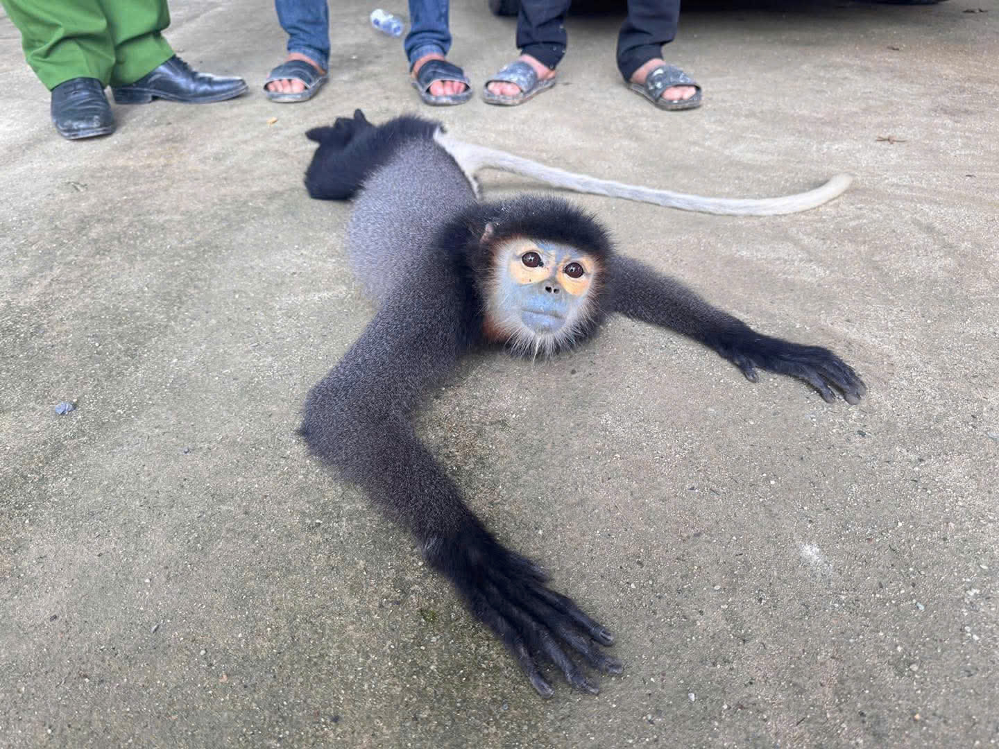 voọc chà vá - Ảnh 1.