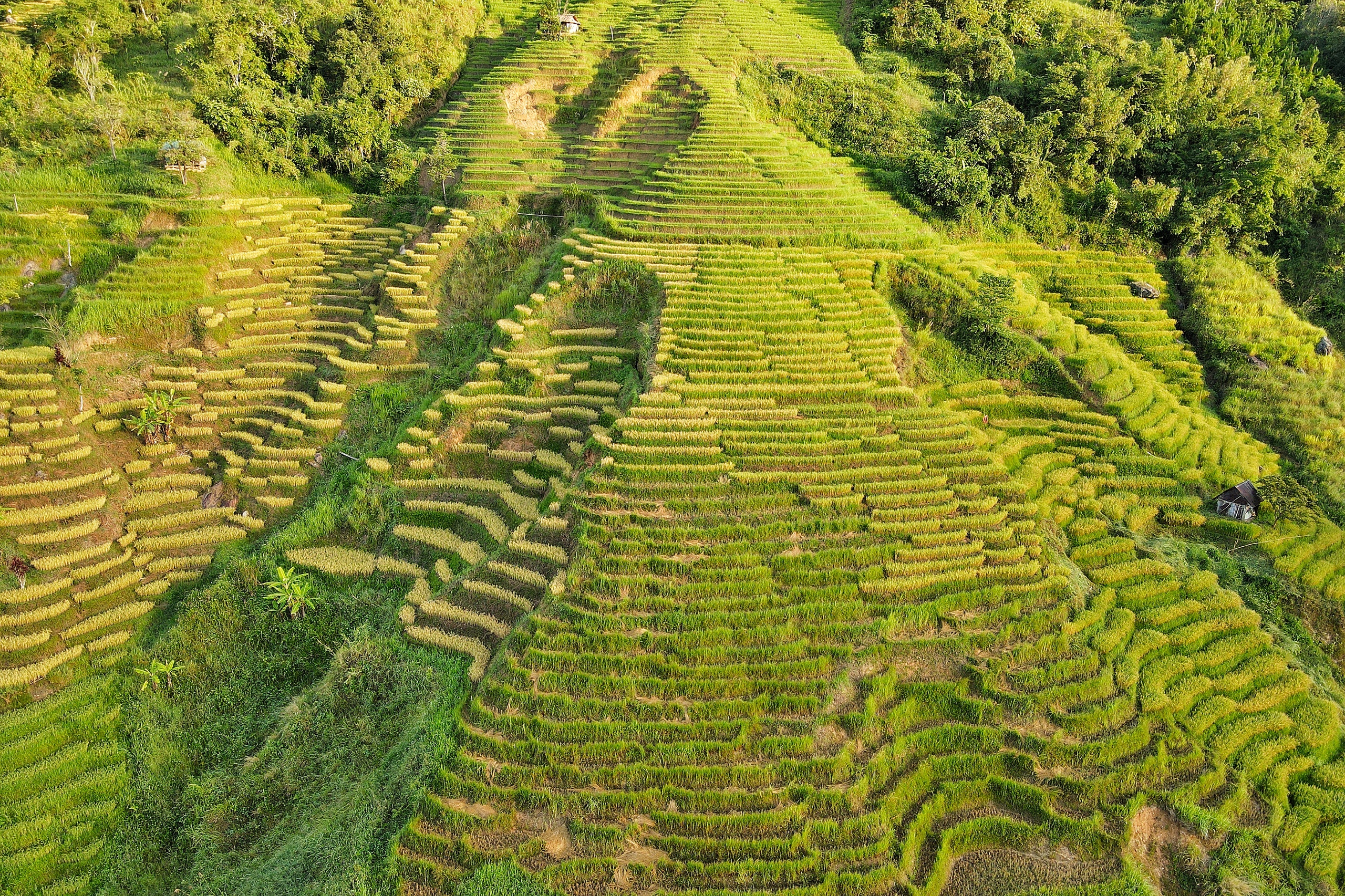 Golden harvest season quietly graces south-central Vietnam’s remote hills - Ảnh 7. Golden harvest season quietly graces south-central Vietnam’s remote hills - Ảnh 7.