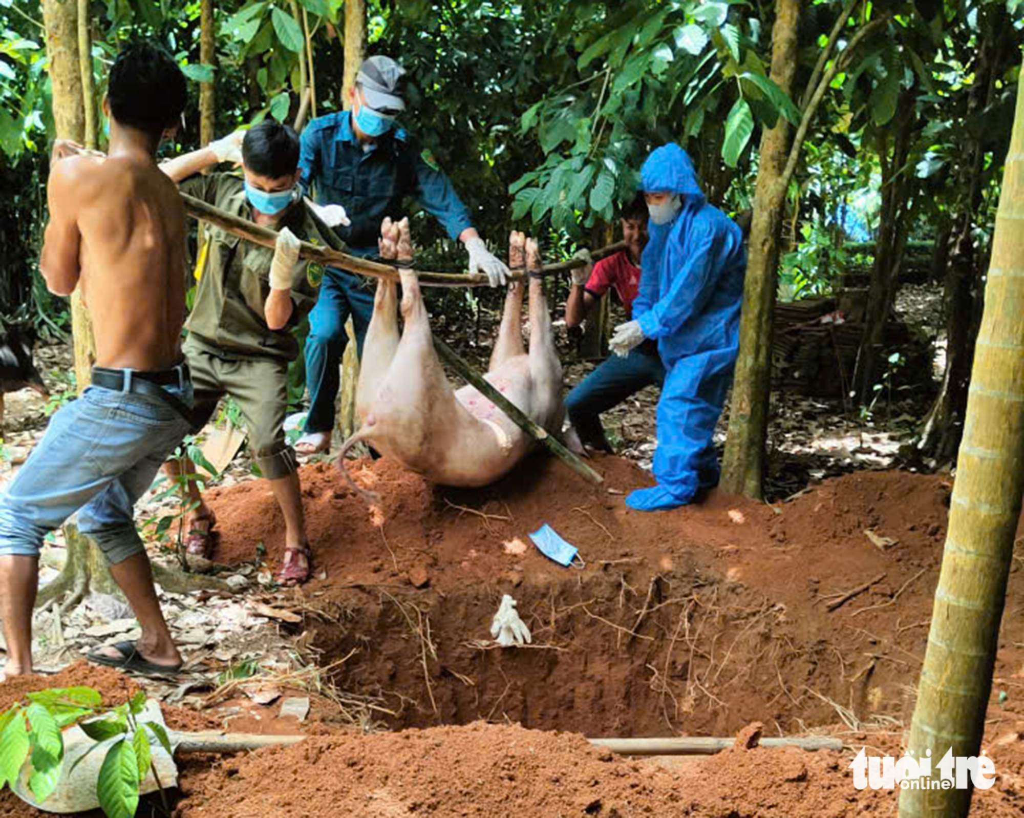 Theo chân đội xử lý heo bị dịch tả châu Phi - Ảnh 5.