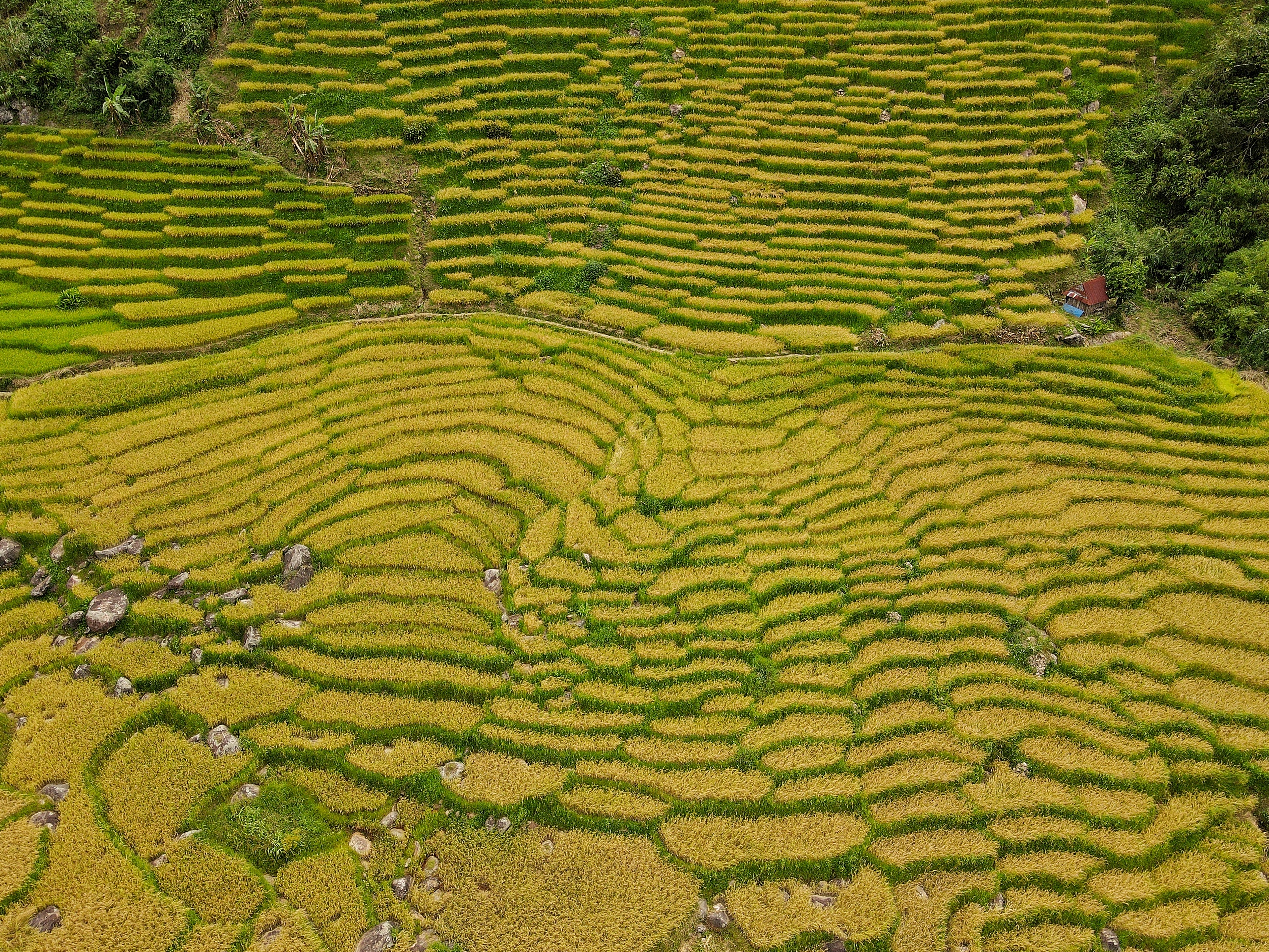 Golden harvest season quietly graces south-central Vietnam’s remote hills - Ảnh 3. Golden harvest season quietly graces south-central Vietnam’s remote hills - Ảnh 3.