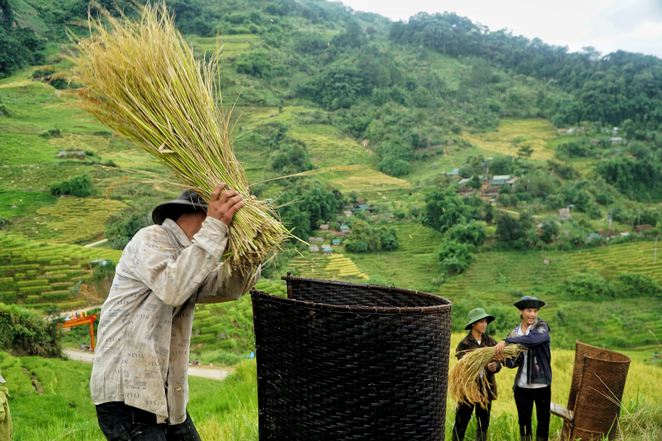 Golden harvest season quietly graces south-central Vietnam’s remote hills - Ảnh 6. Golden harvest season quietly graces south-central Vietnam’s remote hills - Ảnh 6.