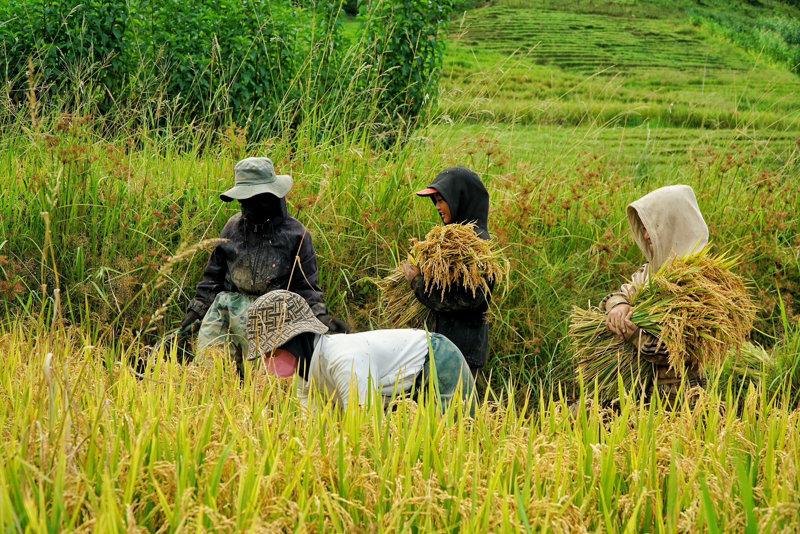 Golden harvest season quietly graces south-central Vietnam’s remote hills - Ảnh 5. Golden harvest season quietly graces south-central Vietnam’s remote hills - Ảnh 5.
